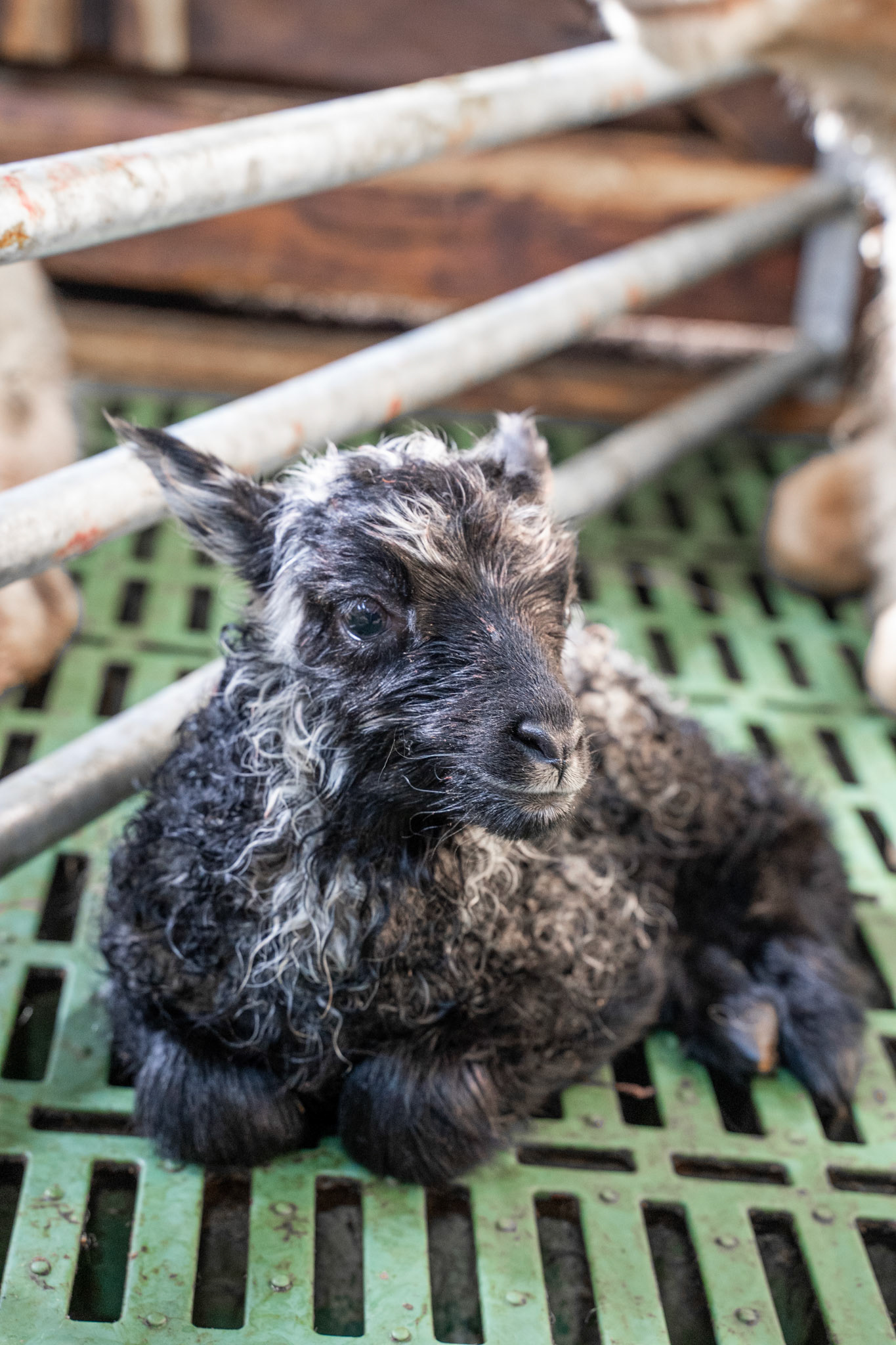 Allarpalaartoq (mixed color) lamb at Sillisit sheep farm.