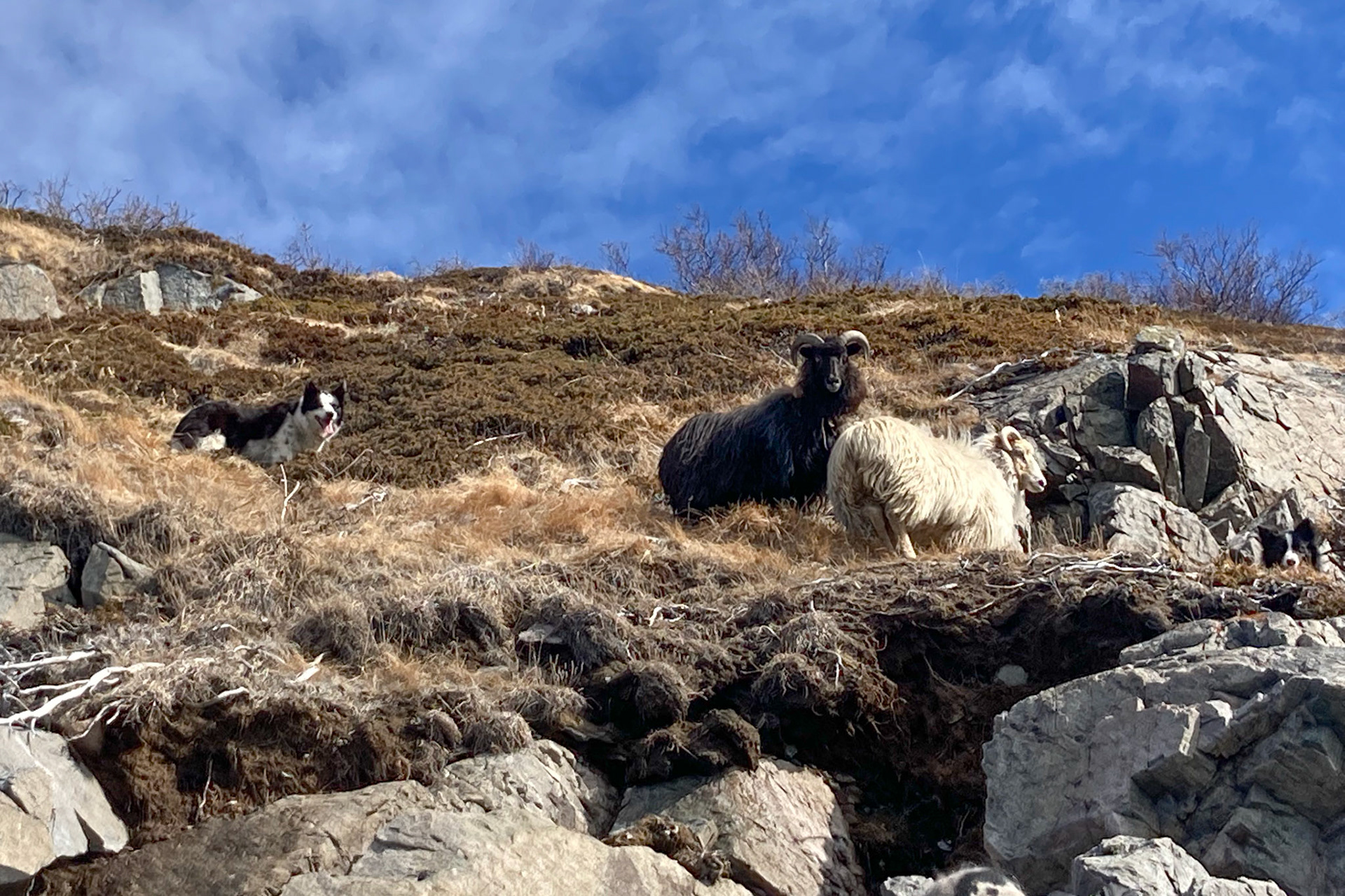 Aline after herding two sheep down an entire mountain to the boat. They had been wild all winter. Turned out that the white one was fully wild, so Sillisit kept it. Specifically border collies are used as sheep dogs in Greenland.