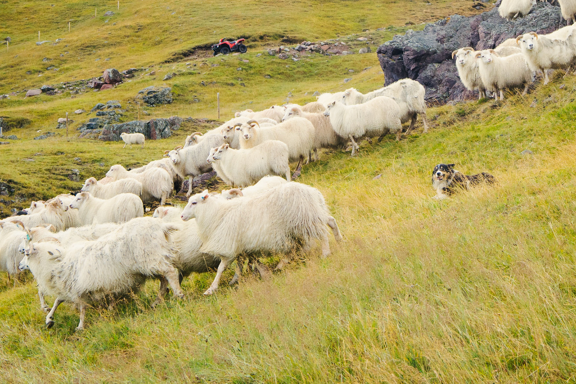 Kaju's first year herding! He's in his element. Sheepdogs are heavily used during the herding.