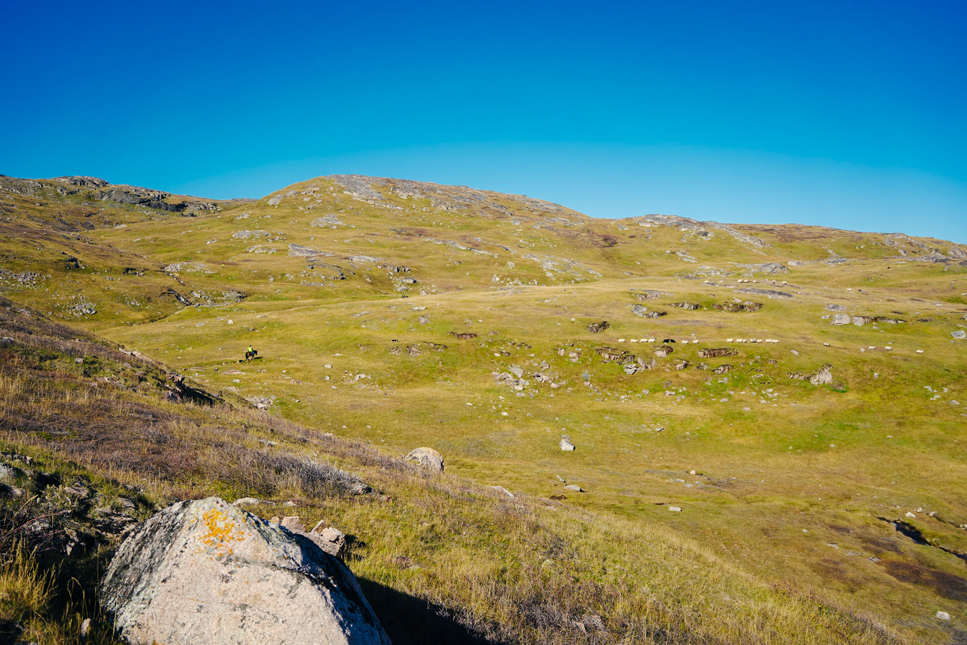 Aqqalooraq on Louie herding some sheep with the dogs up front.