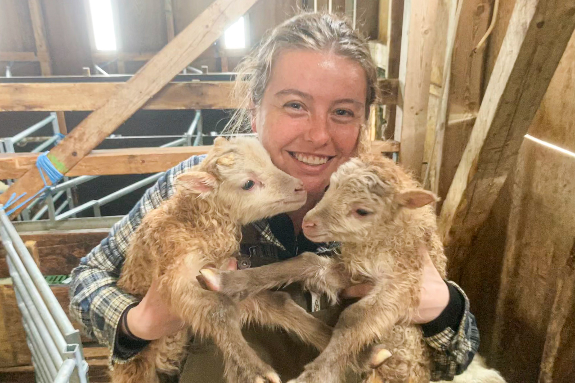 The first lambs I midwifed by myself! There weere many more (over 100) to come. (Photo taken by Kira on my phone)