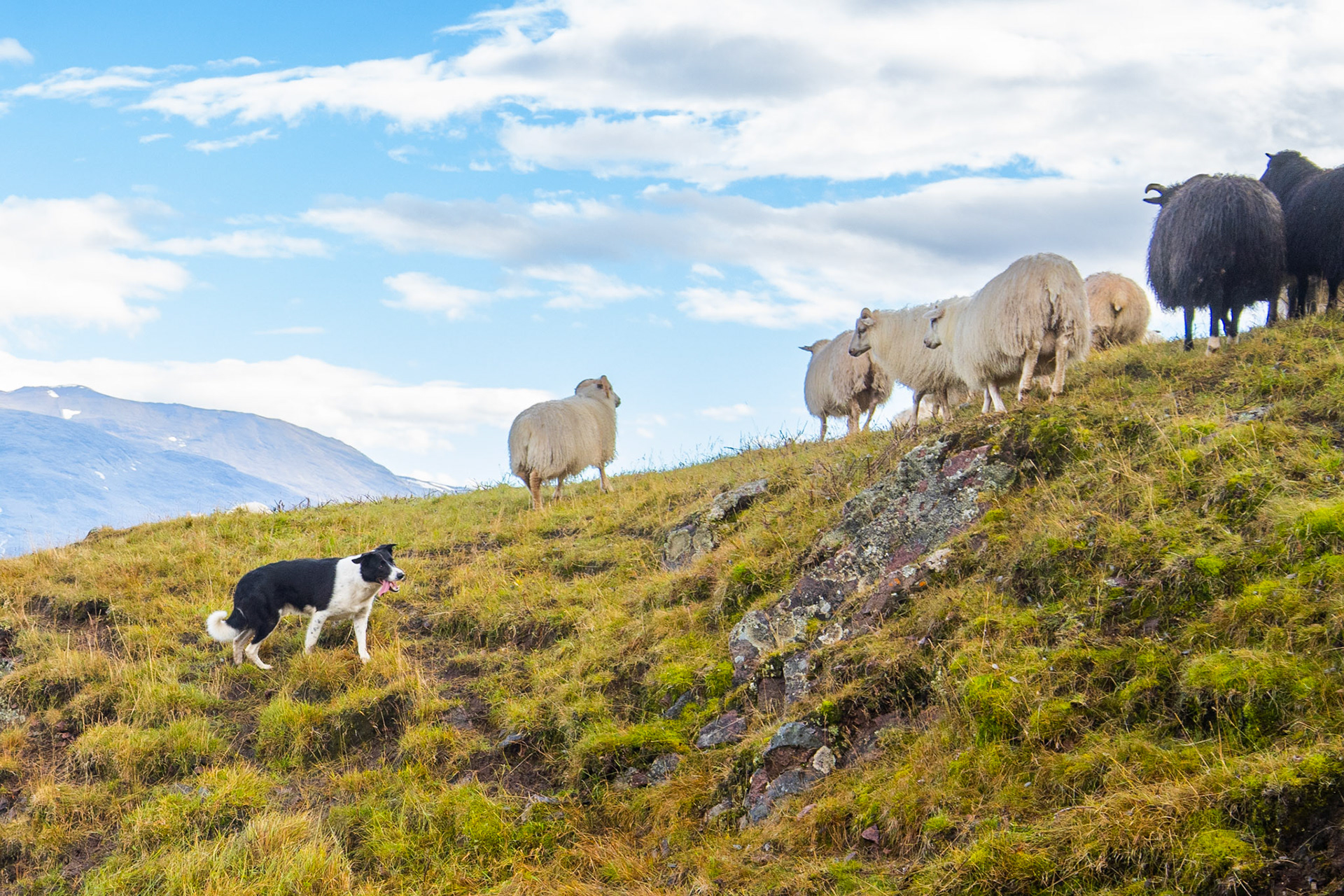 A sheepdog helping herd down some sheep on the hill.