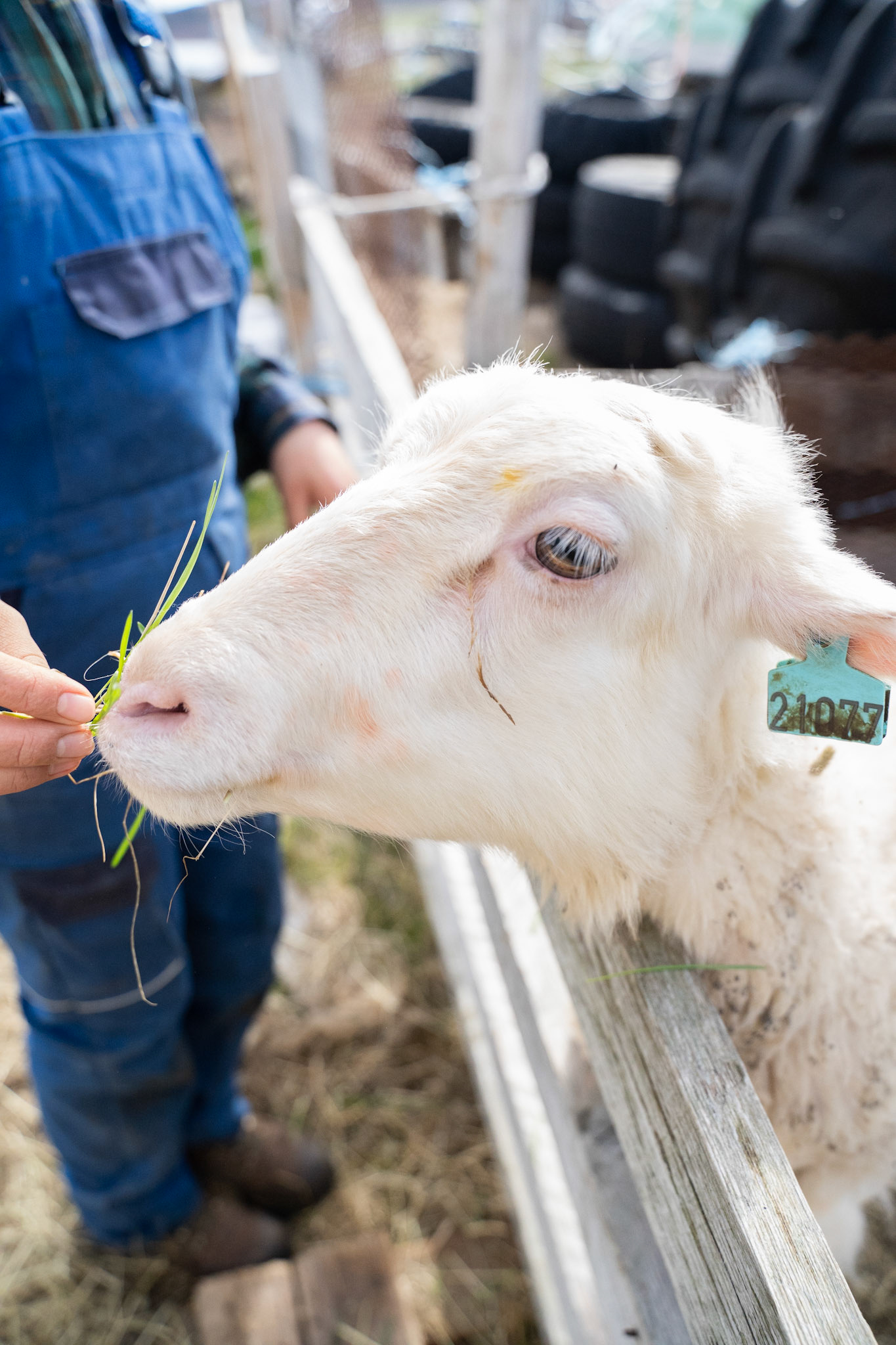 Kira feeding the sheep a snack.