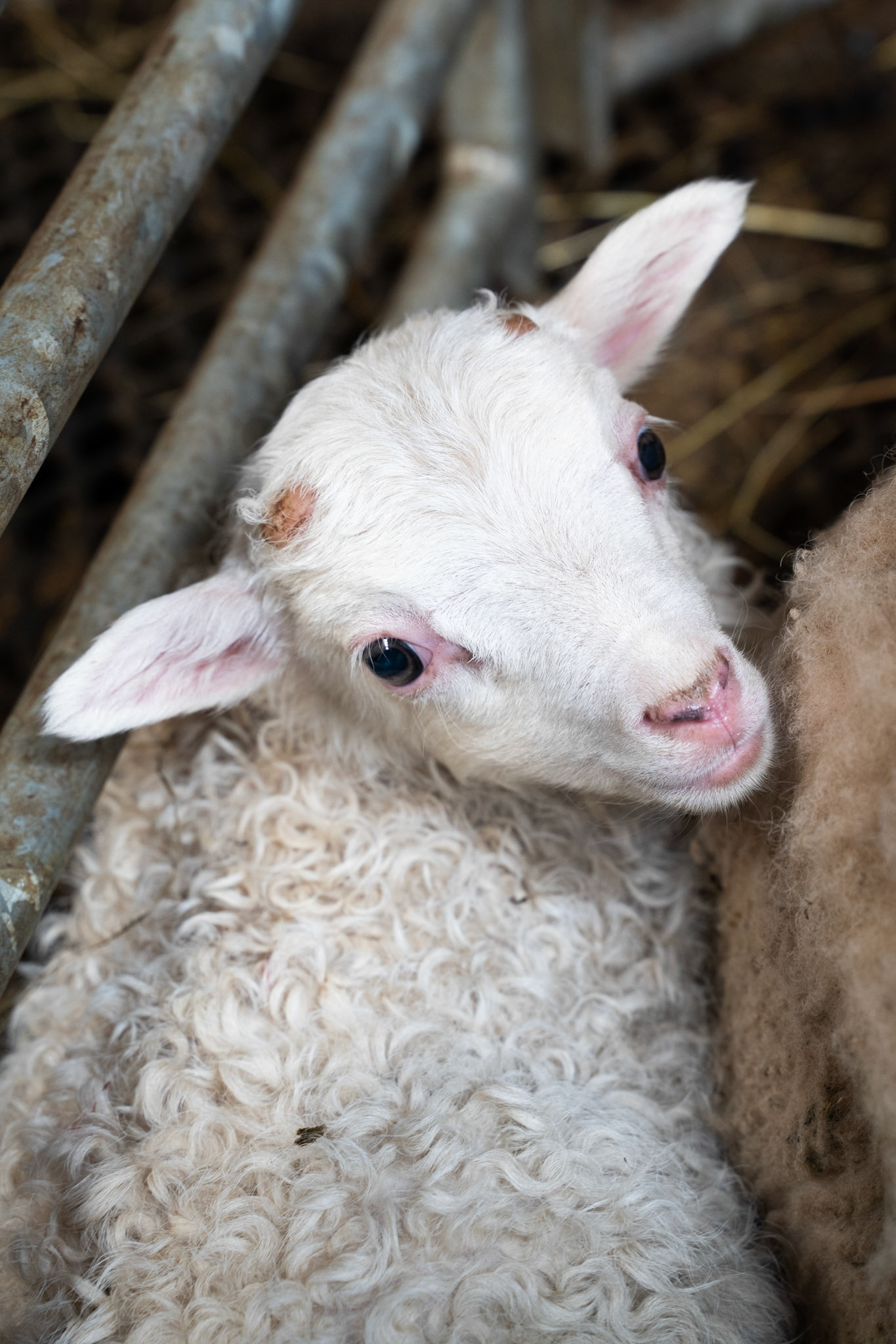 A lamb at Sillisit sheep farm.