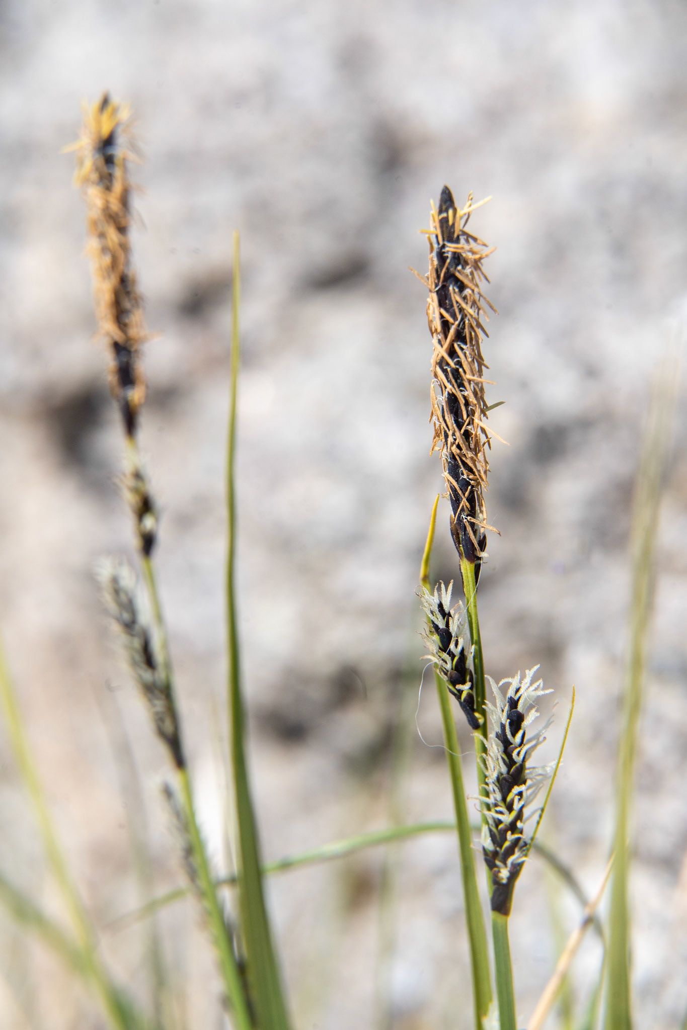 Ivigaasaq. Carex bigelowii. Stiff sedge.