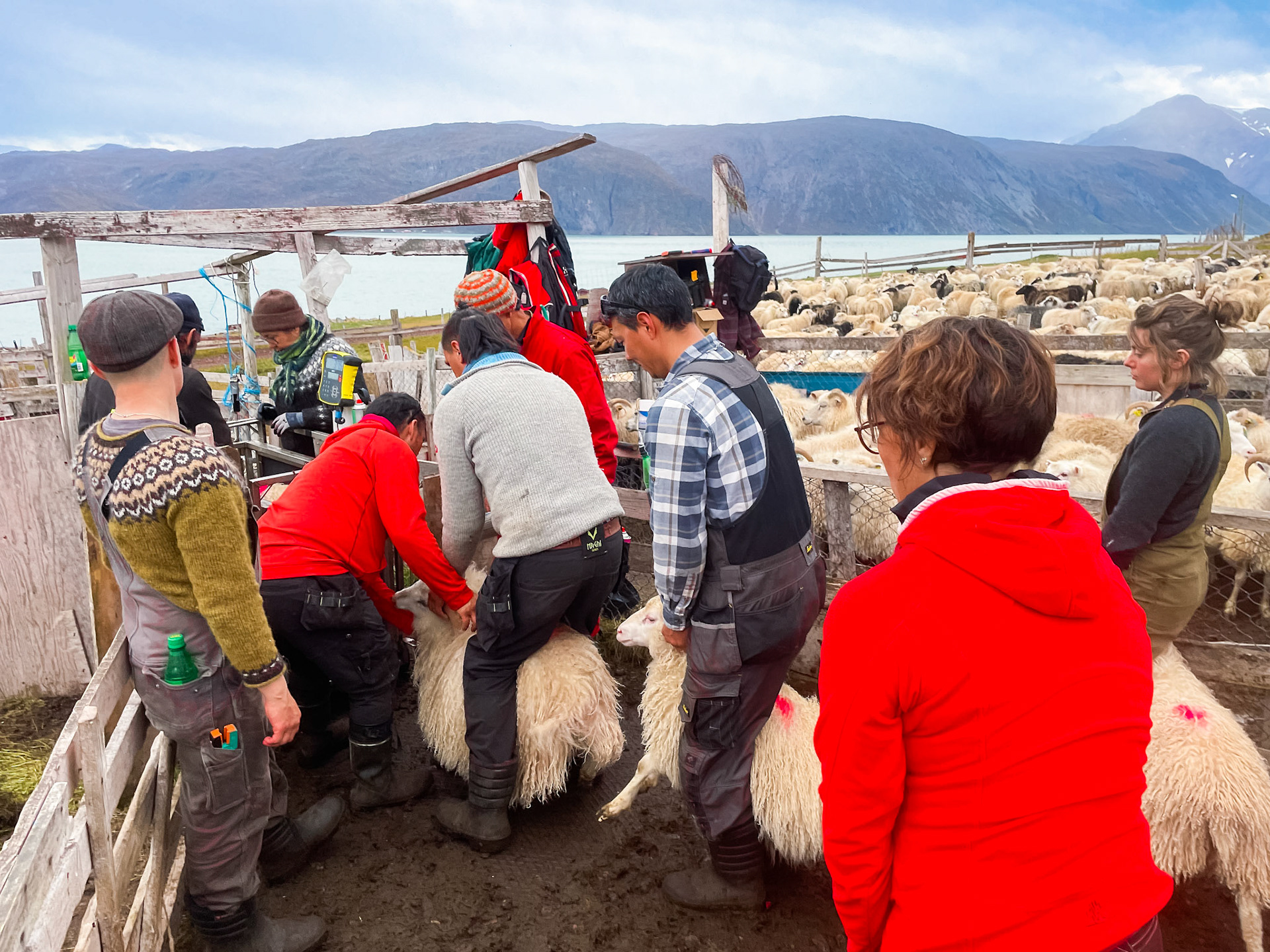 Lining up in the pen to weigh the lambs. Depending on the weight, and what time of year it is, lambs could be released to fatten up some more and collected later in the fall. (Photo by Carson Brown)