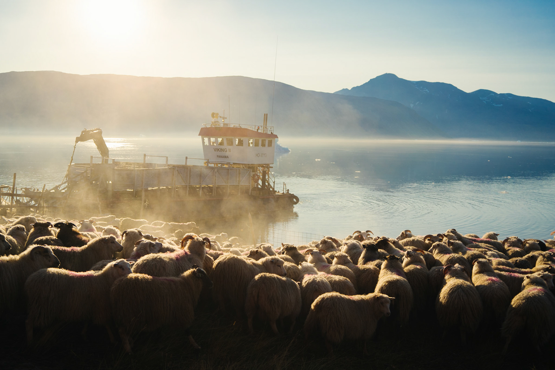 The sheep being put on the ferry. The ferry takes them to the Neqi slaughterhouse in Narsaq.