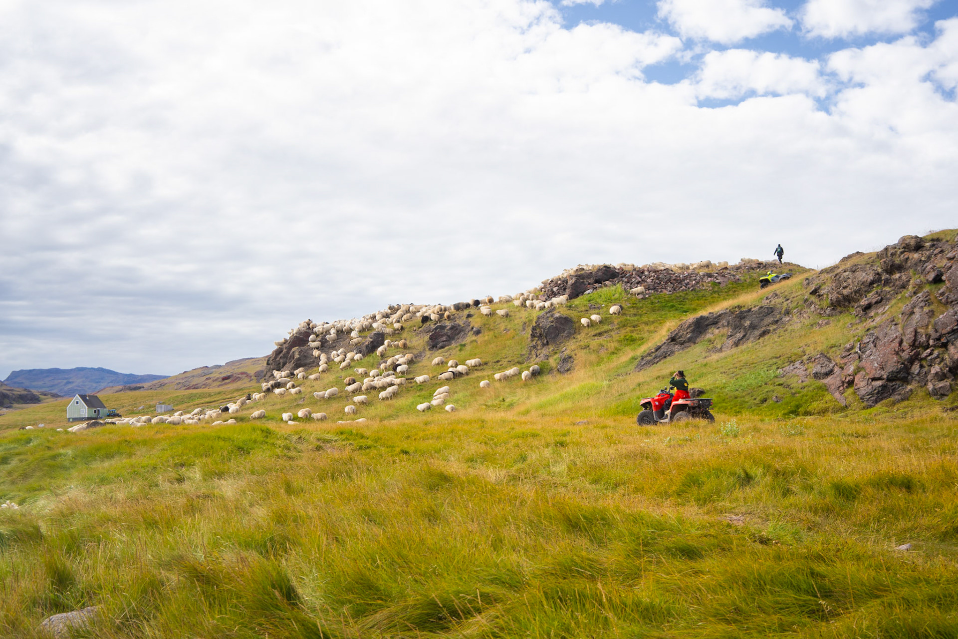 Martina on atv making sure the sheep don't turn around as another up on the hill pushes the sheep down.