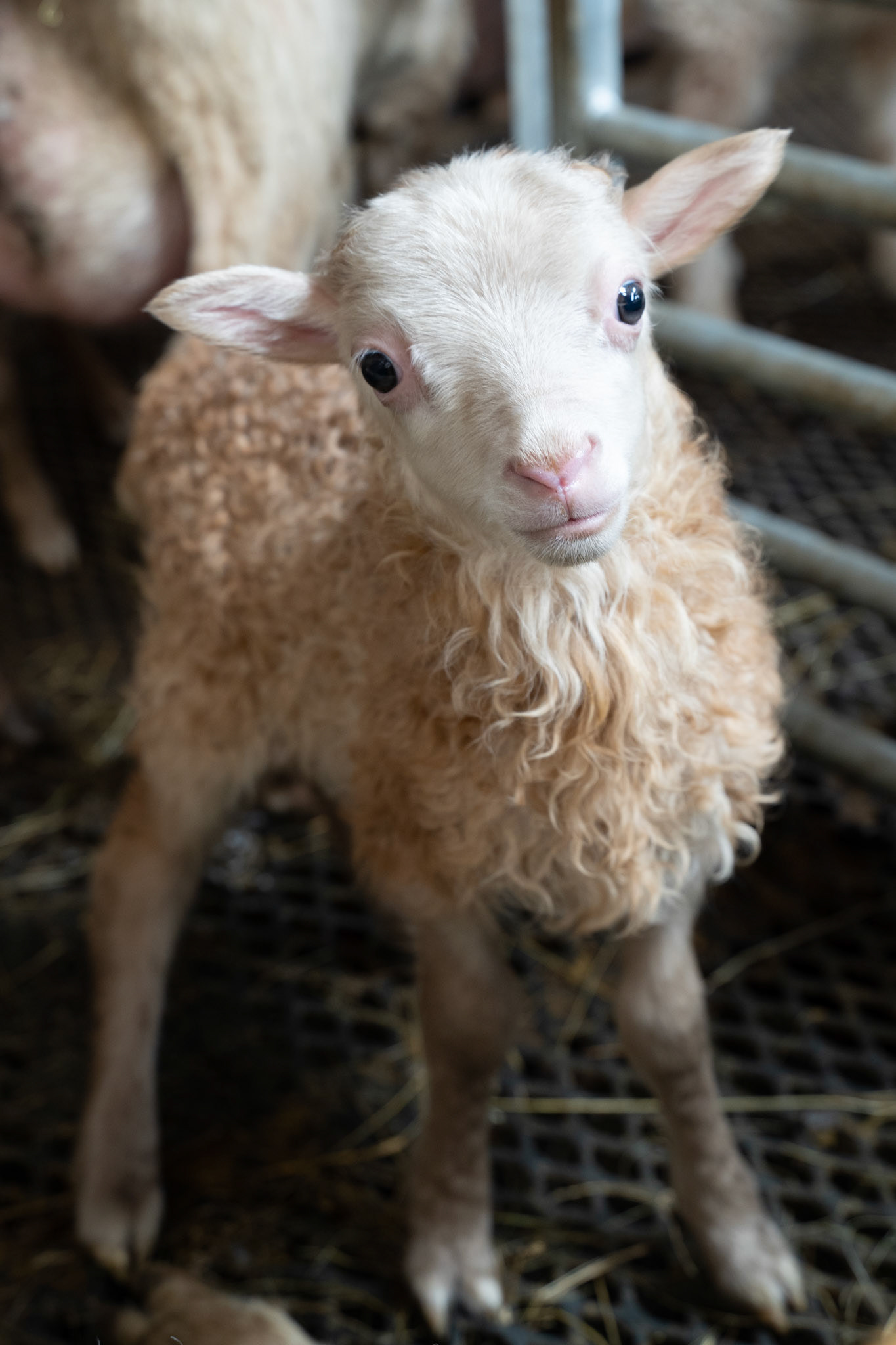 A lamb at Sillisit sheep farm.