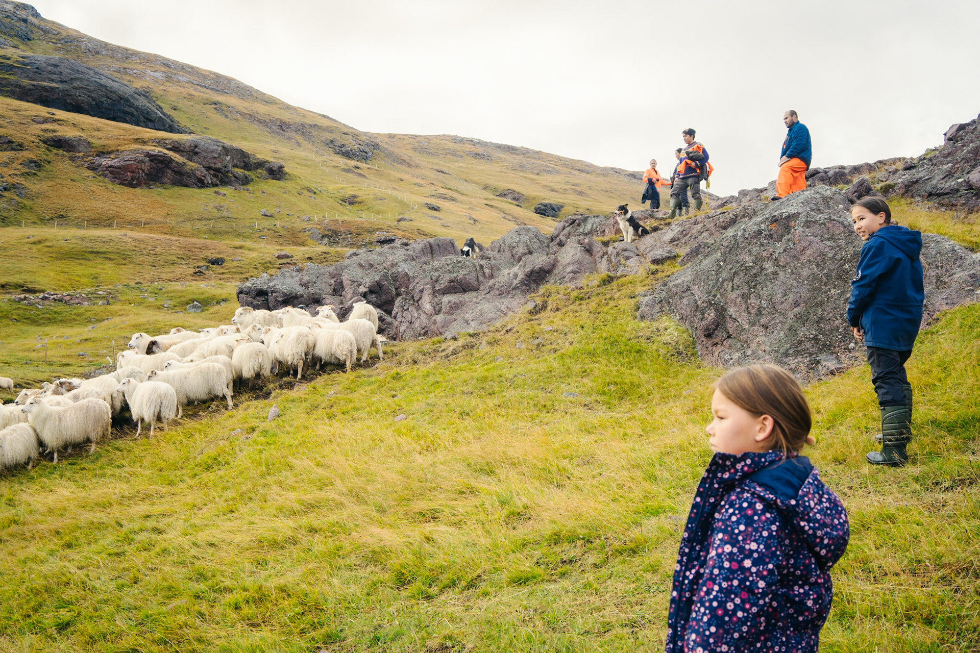 Aka, Kuluk, Aqqalooraq, Kira, and Naasunnguaq's daughter herding.
