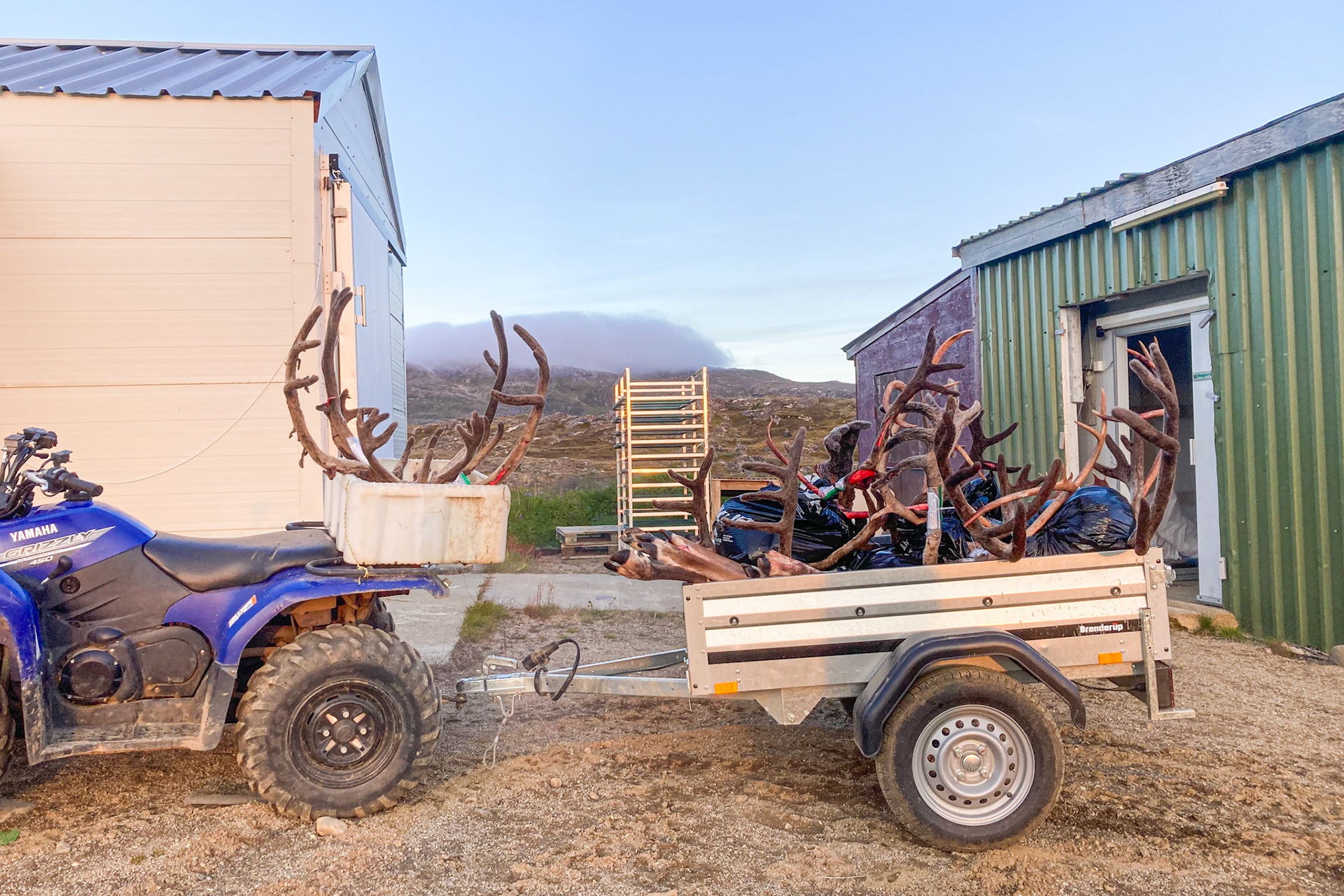 Antlers from the hunting camp returning to the reindeer station. (Taken on my phone)