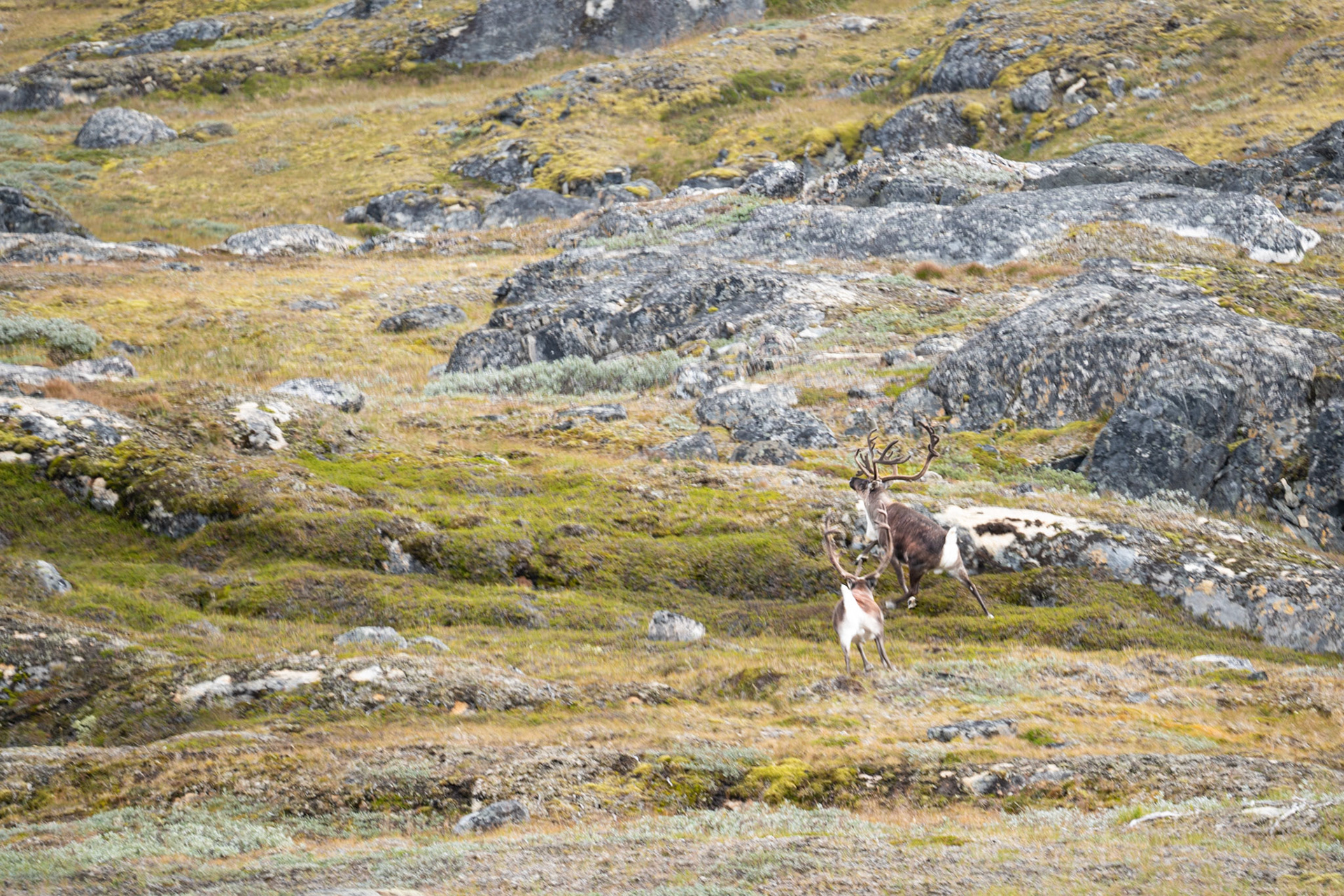 Reindeer on an island nearby the station.