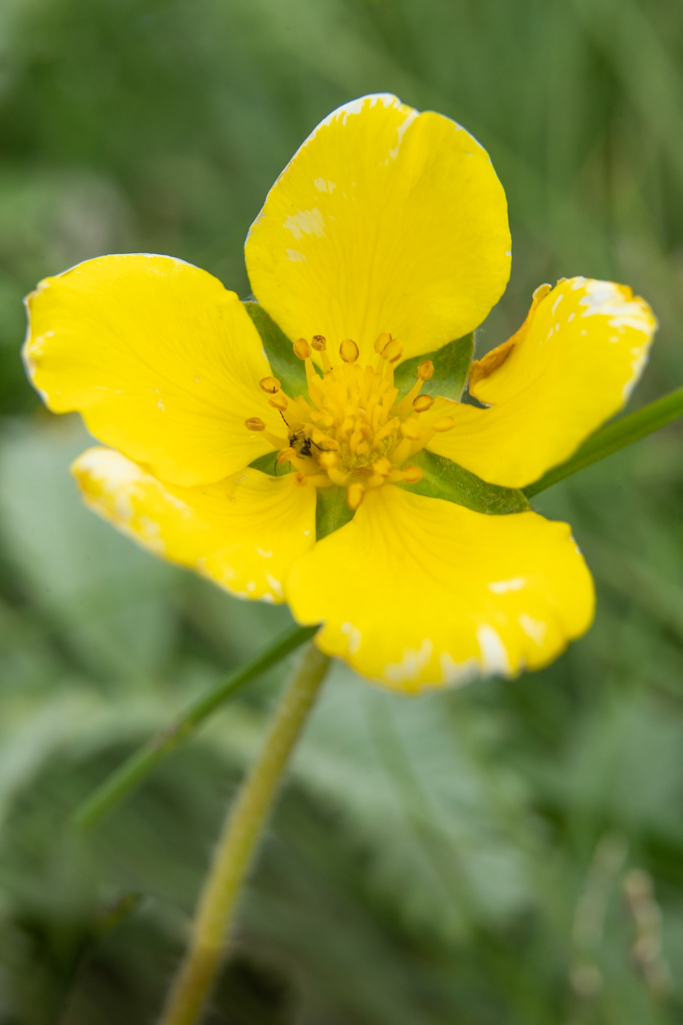 Potentilla anserina. Silverweed.