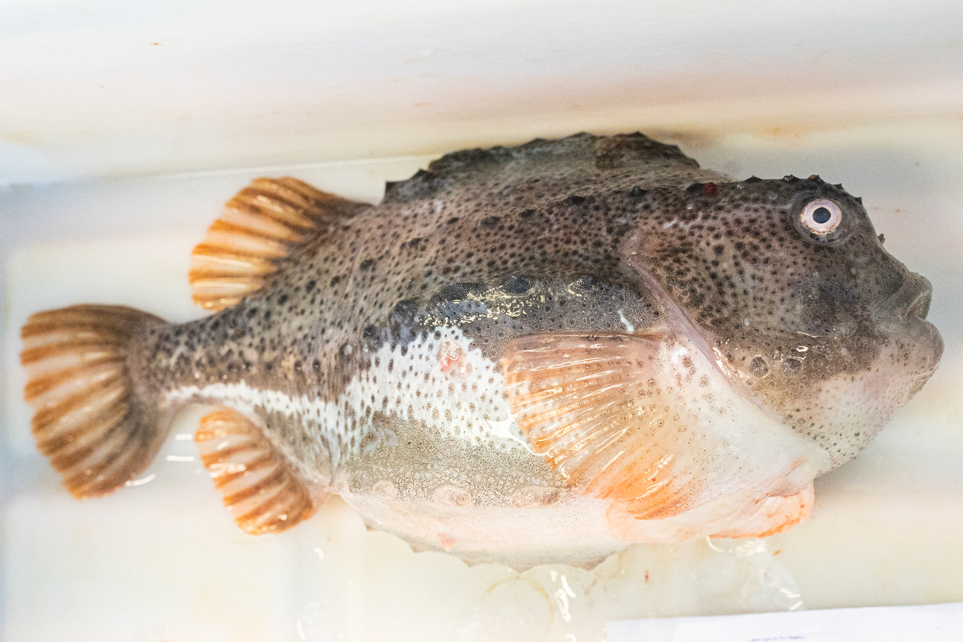 Nipisak (lumpfish) at Kalaalimineerniarfik. Popular for it's roe.