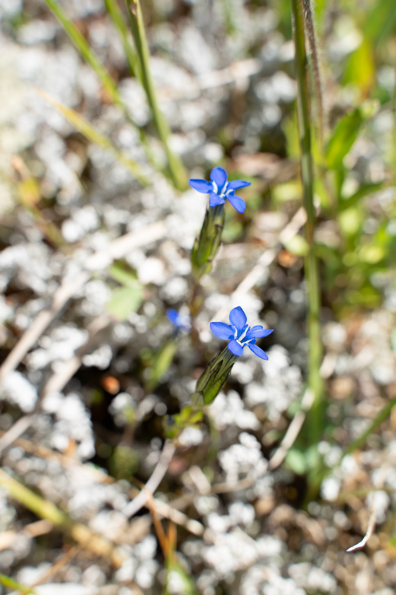 Arnaq's favorite flower, tungujortunnguit. Gentiana nivalis. Alpine gentian.