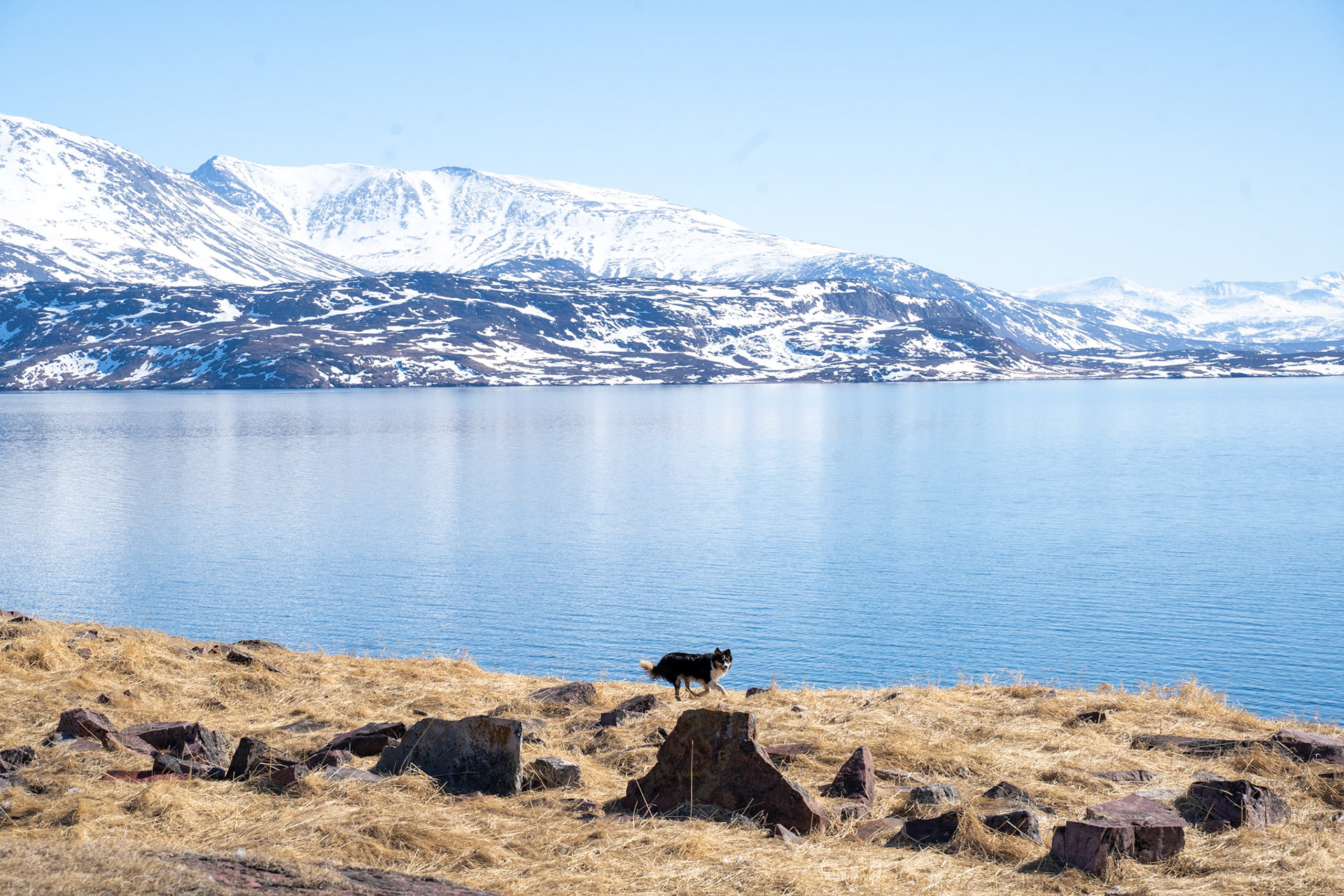Kaju joining me for a walk along the coast.