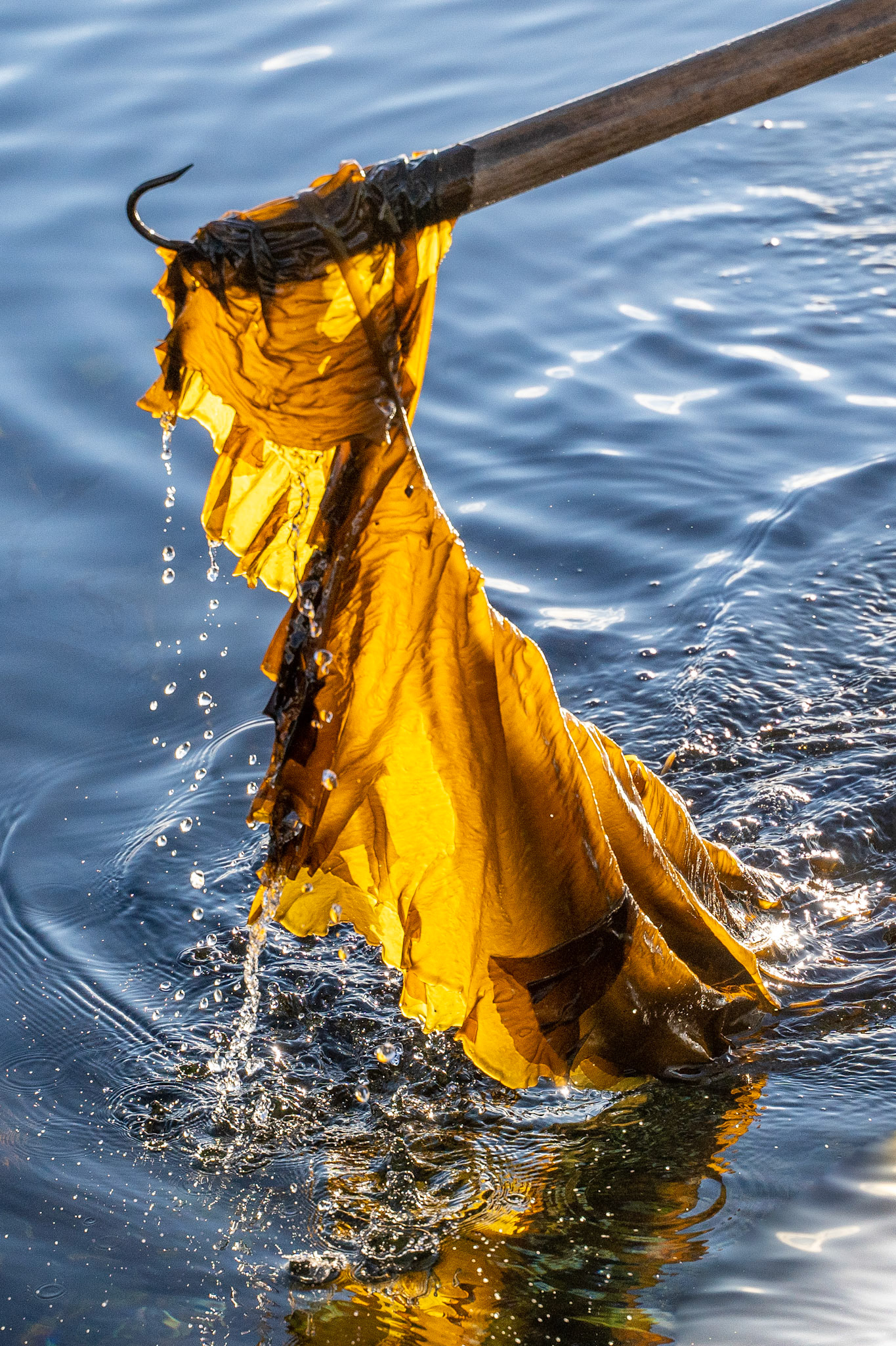 Qeqqussat, which pairs well with fresh mussels.