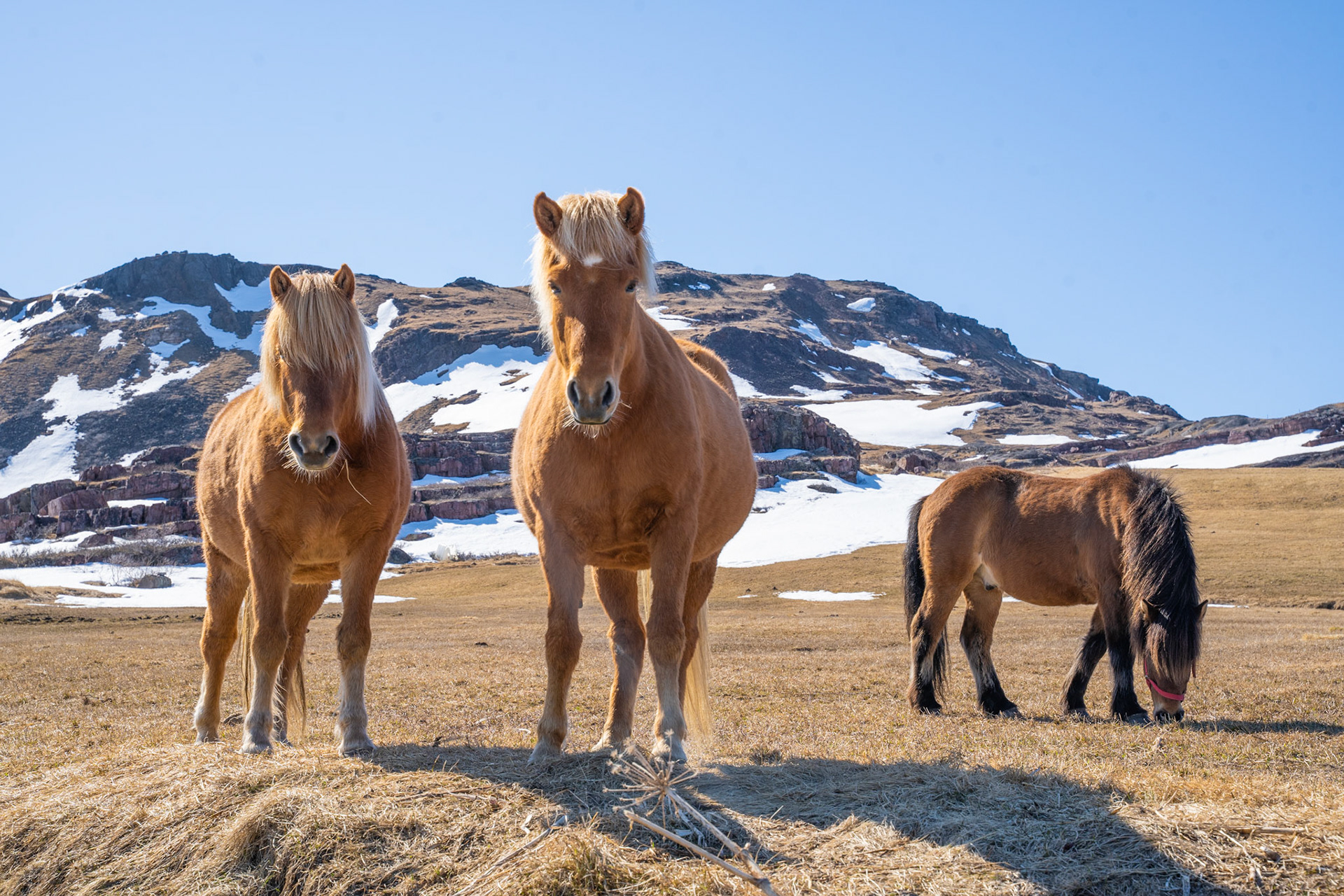Basse, Bella, and Louie grazing on the field in spring. Louie is used by Aqqalooraq for sheep herding. Bella and Basse belong to one of the kids, Rikke. Bella is Basse's ma.