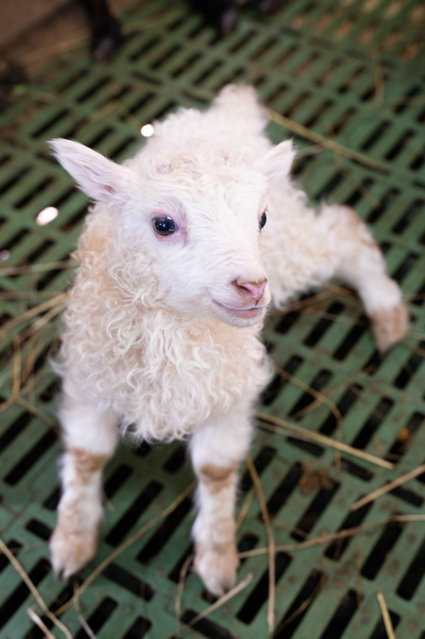 White lamb at Sillisit sheep farm.