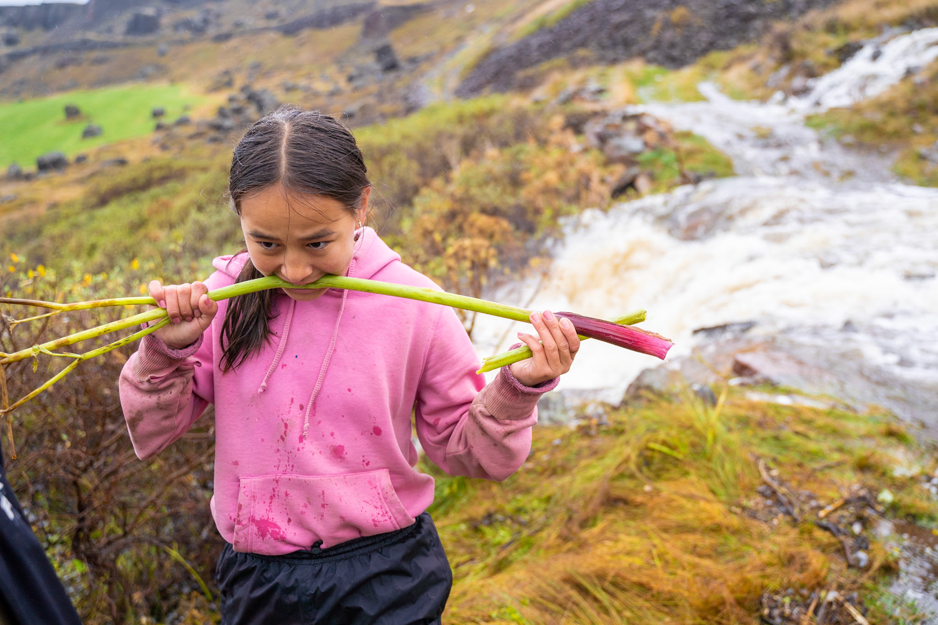 Angelica being taste-tested by Kira. Each stalk has a different strength of taste, and the male plants are milder than the females. Stalks are used raw in soup, dried for tea, or dipped in sugar as a treat. (Photo by Carson Brown)