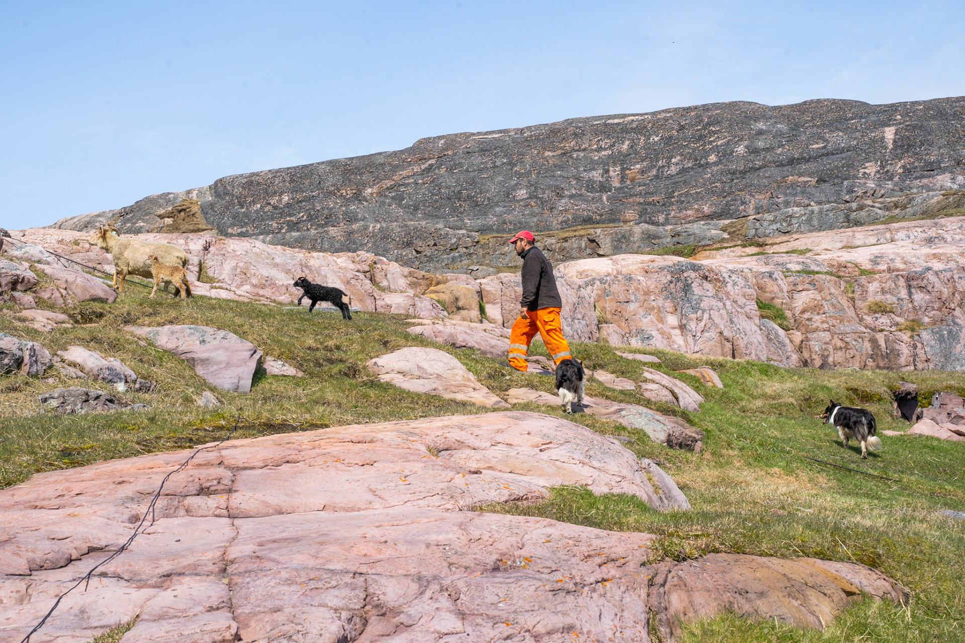 Aqqalooraq, Kaju, and Chanel taking an ewe and her two lambs out to free-range.