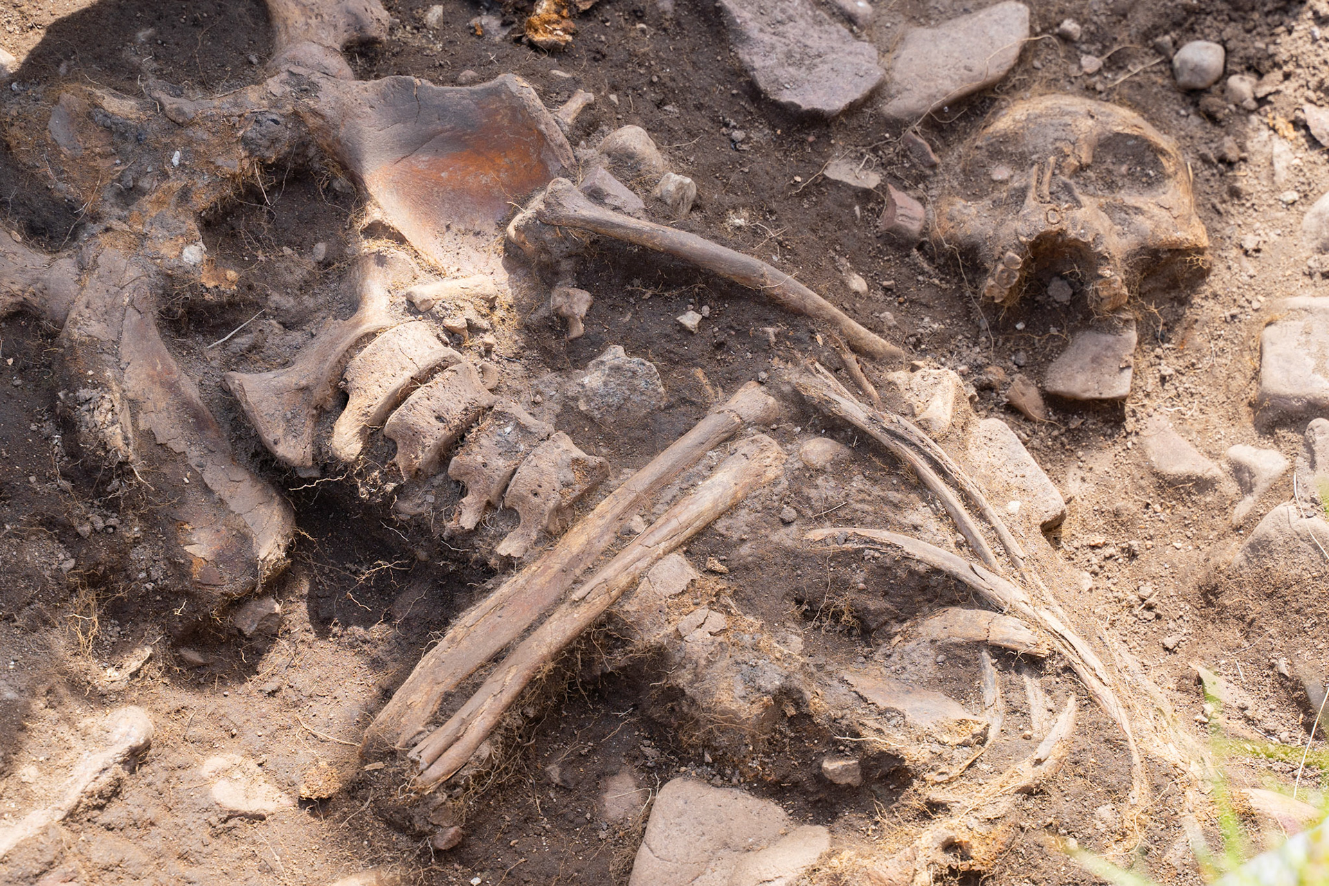 Norse skeletal remains discovered in Igaliku.