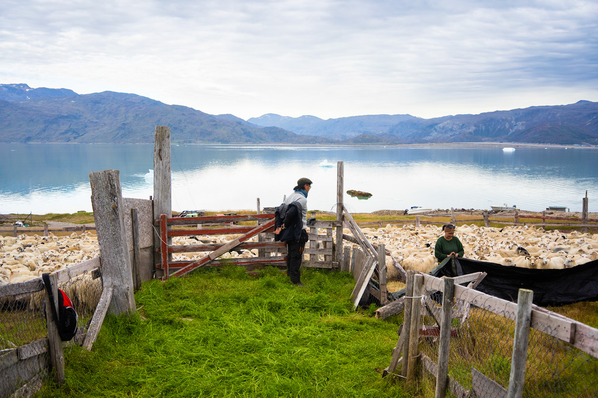 Mike and Martina setting up the pen. The banner is used to move the sheep, they see it as a wall and move away from it. Using it, we can push the sheep through a funnel and separate them into two separate pens -- one that goes to slaughter and one that stays.