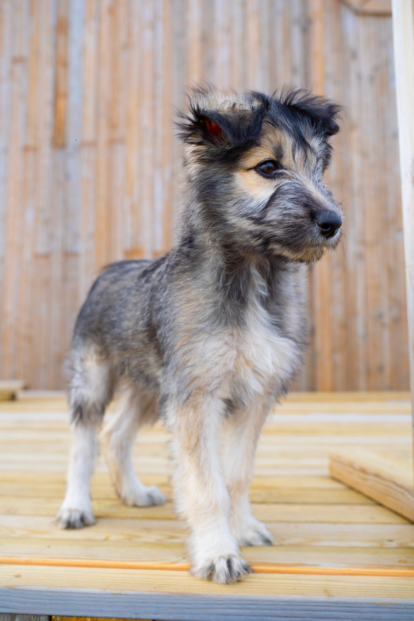 Lexi, a sweet puppy at the station.