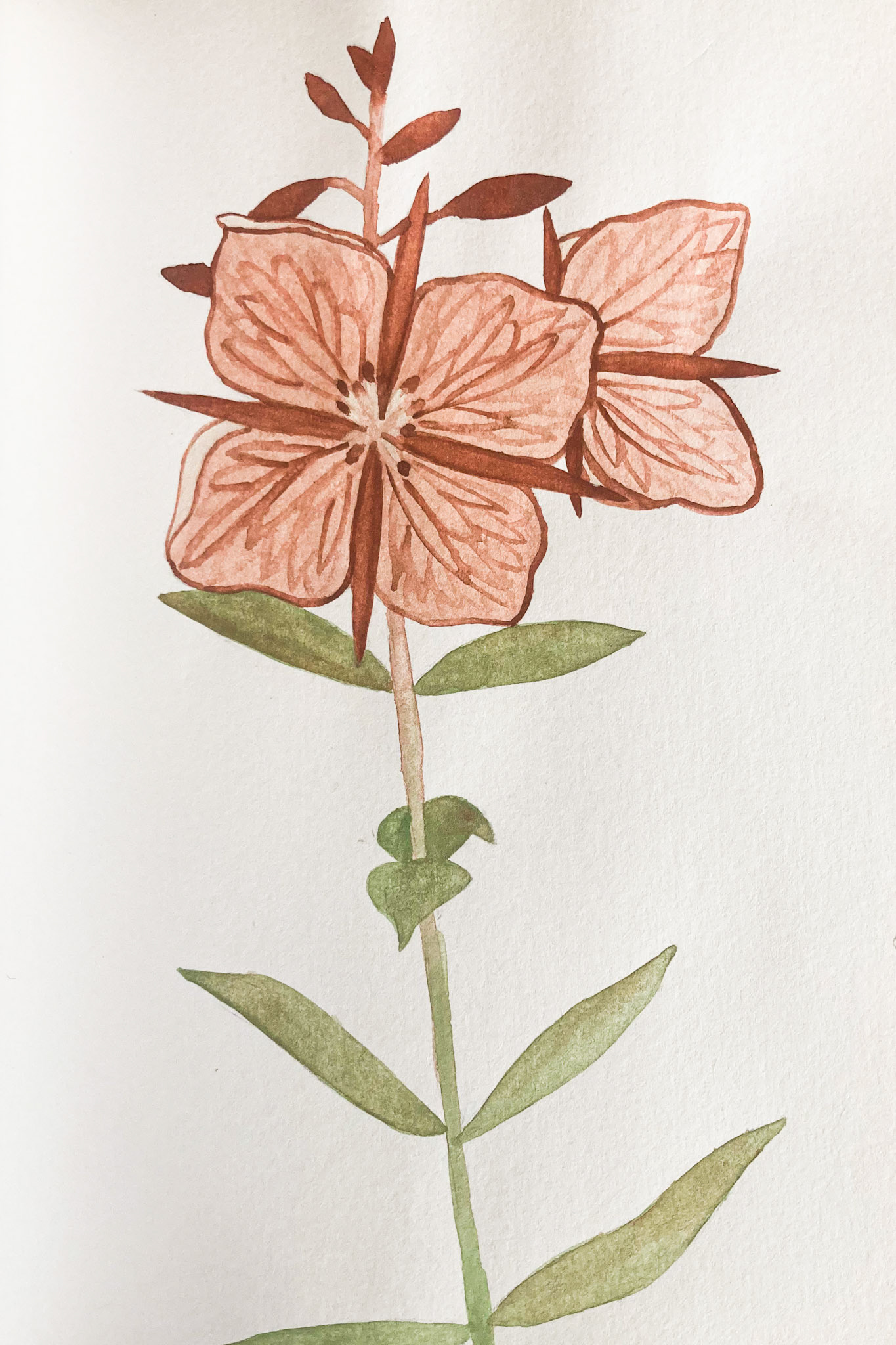 Niviarsiaq. Chamerion latifolium. River beauty. The kalaallisut name translates to "young girl." They're the national flower of Greenland.