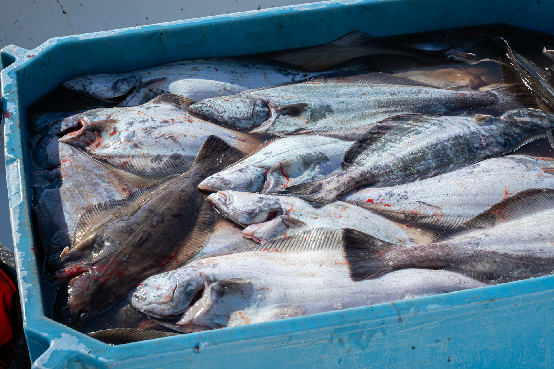 Qaleralik (Greenland halibut) caught by Jens Peter.