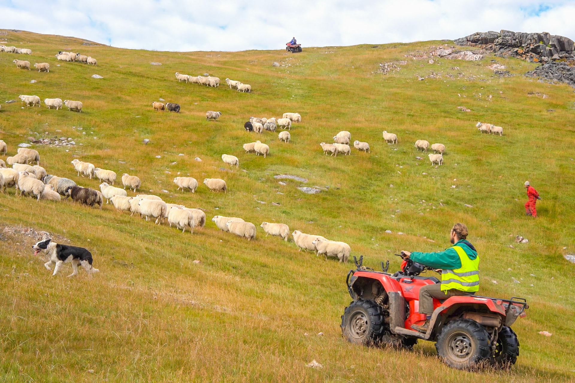 Carson, Nukassi, and Nukassi's dog herding.