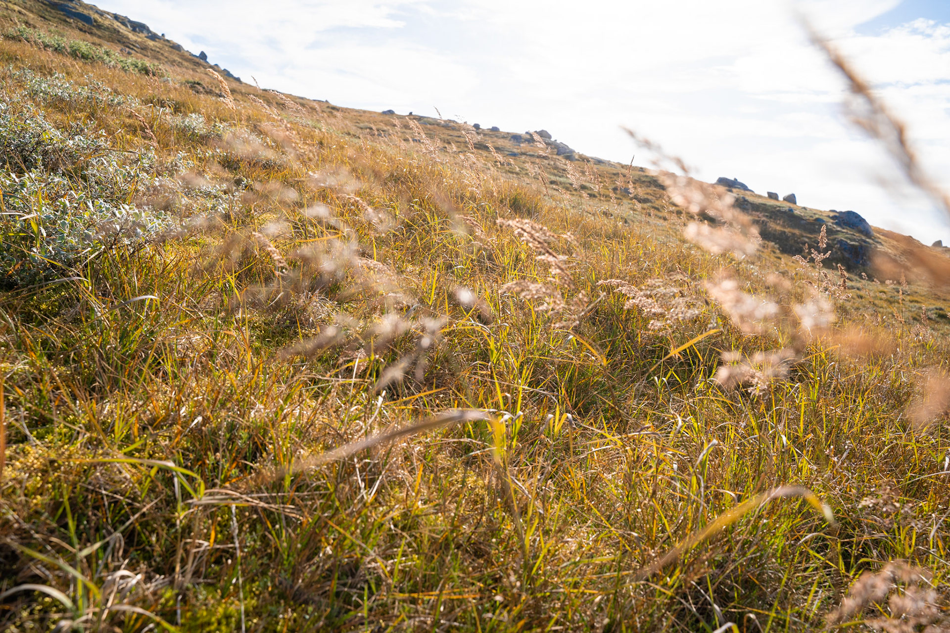 Grass on the hillside. (Photo by Carson Brown)