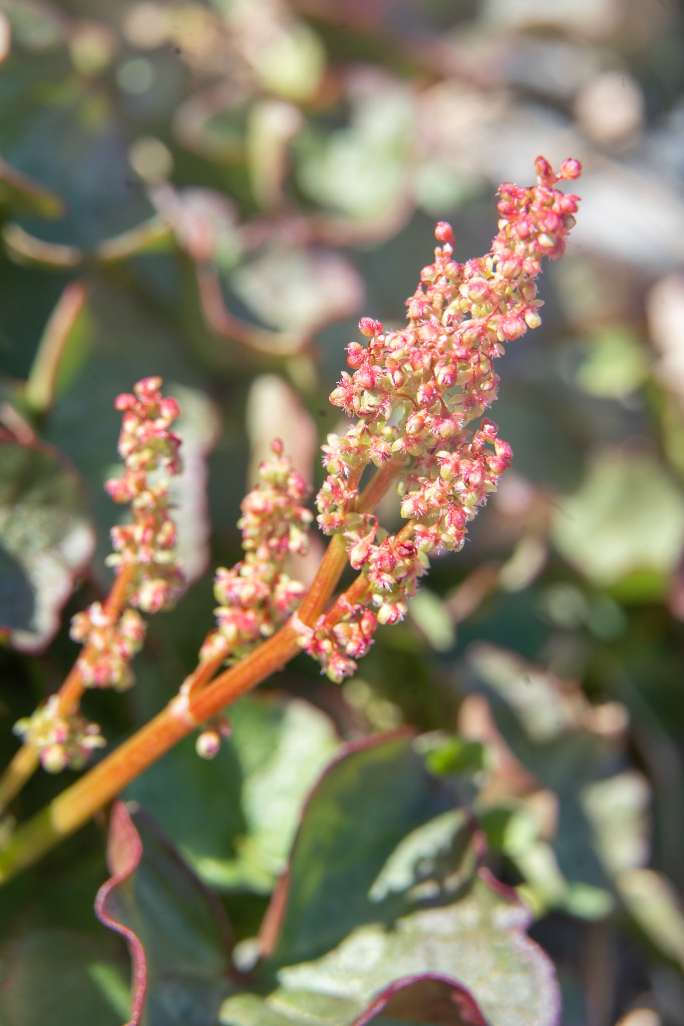Seernaq. Oxyria digyna. Mountain sorrel.