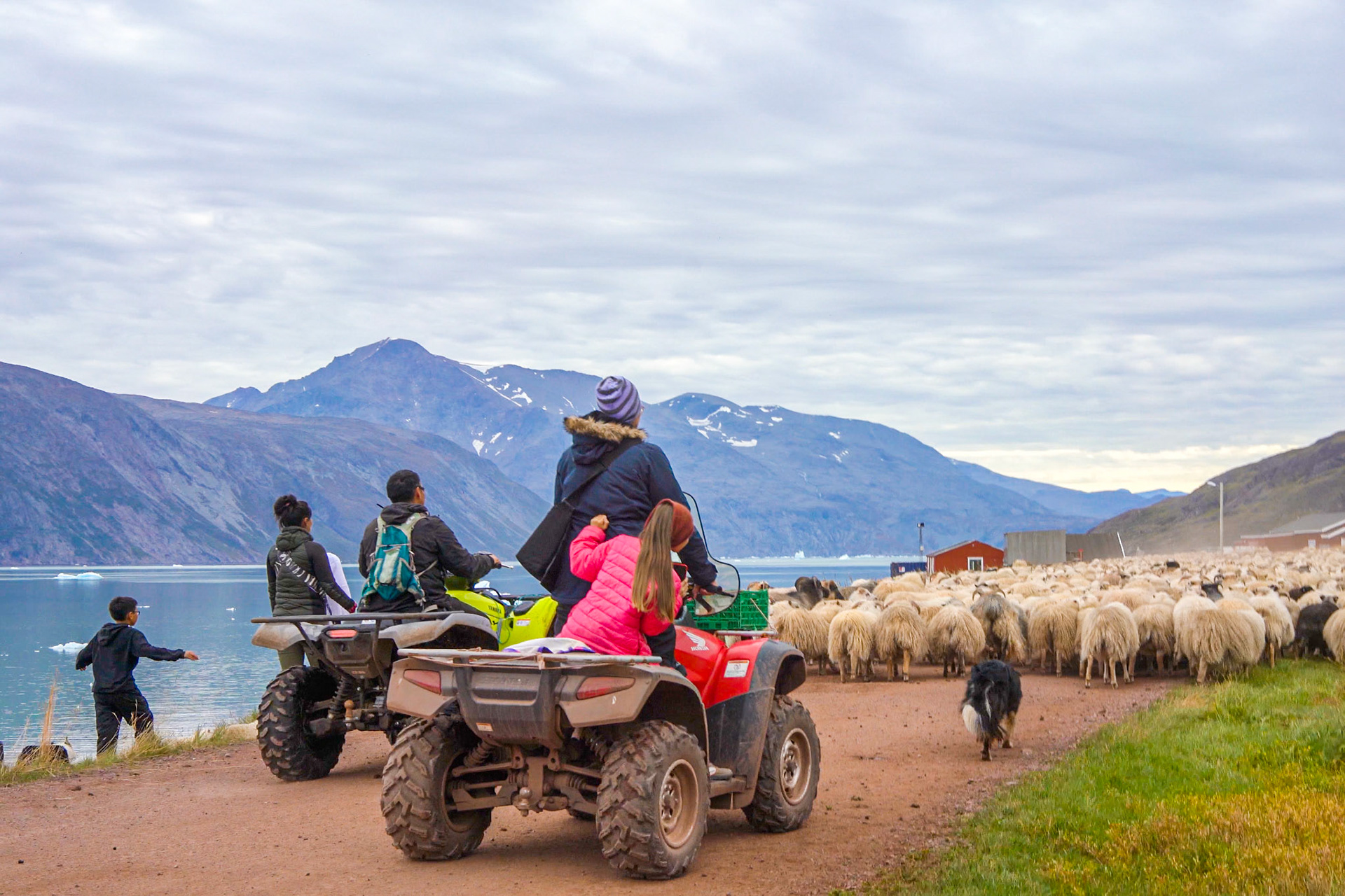 Community effort to bring the sheep through Qassiarsuk and into the pen.