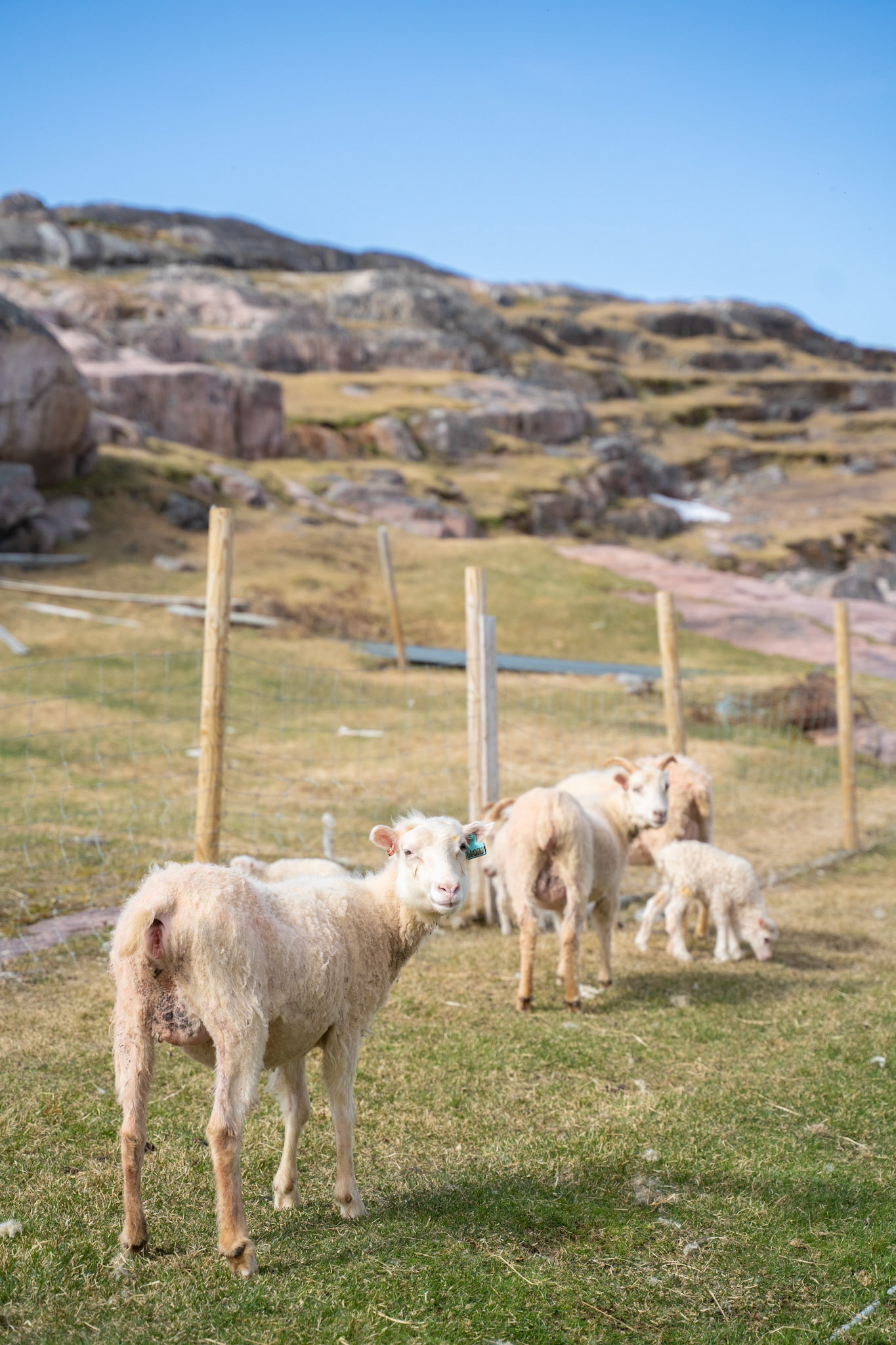 Some ewes with their lambs outside the barn before being released. All -- except bottlefed lambs -- sheep are released into the mountains for summer. Unfenced, the fjords themselves are the fences. Sheep are herded back from this land mass in the fall.