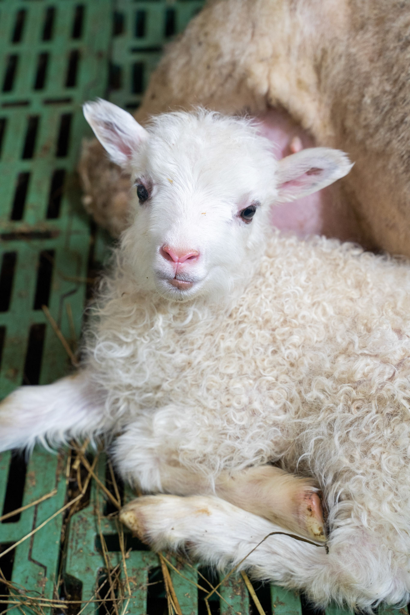 White lamb at Sillisit sheep farm.