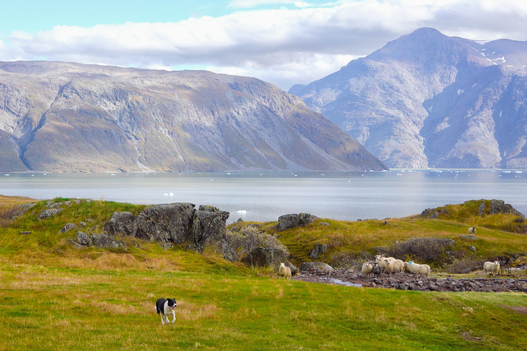 Sheepdog enjoying the day.
