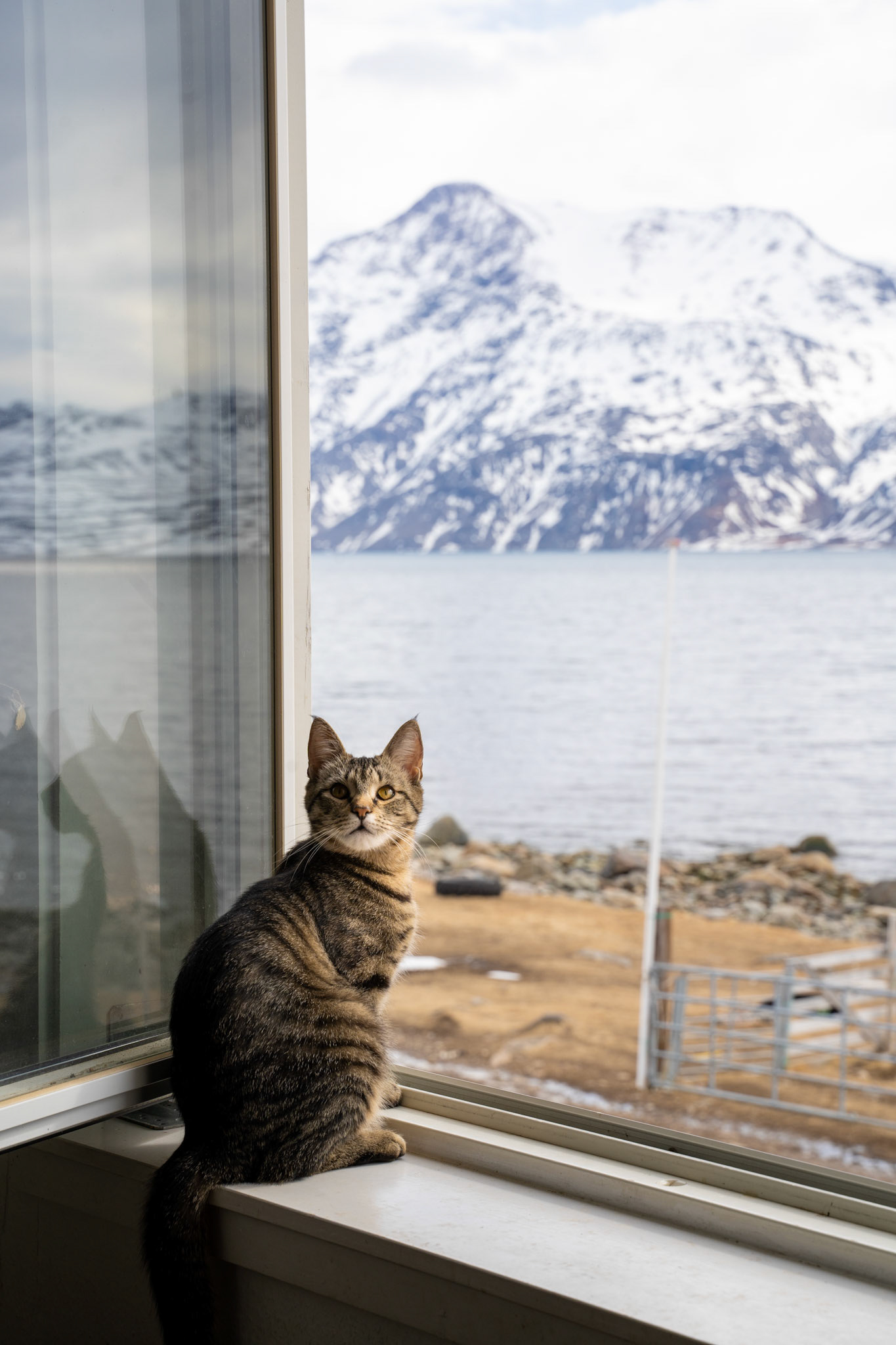 Chili chillin' on the windowsill at Sillisit.