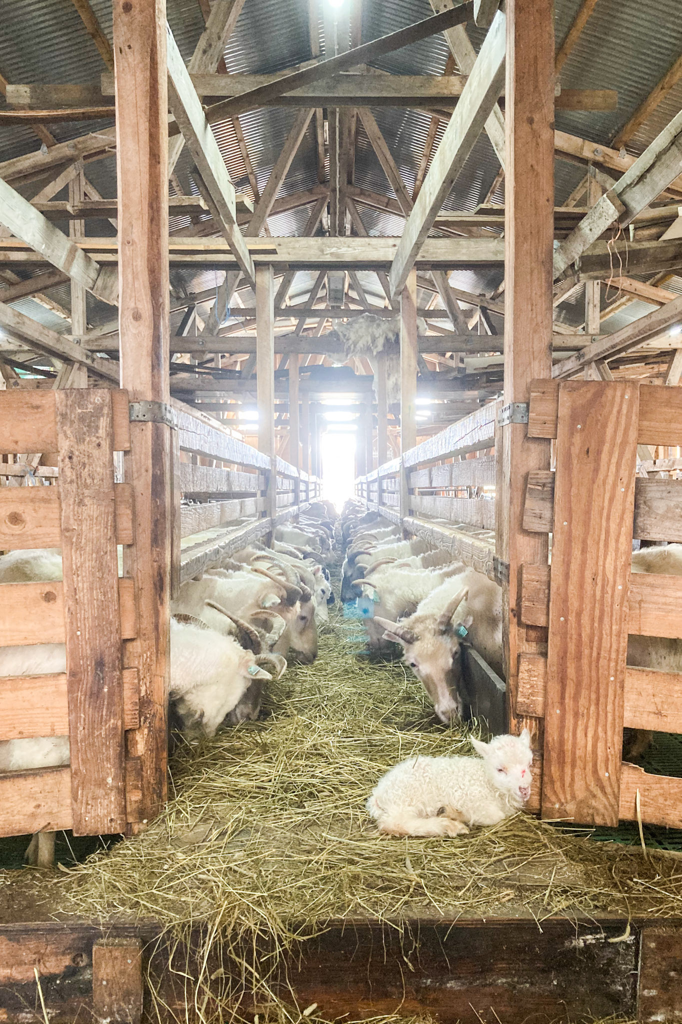 Afternoon feeding time at Sillisit. We fed at 8am and 4pm. (Taken on my phone)
