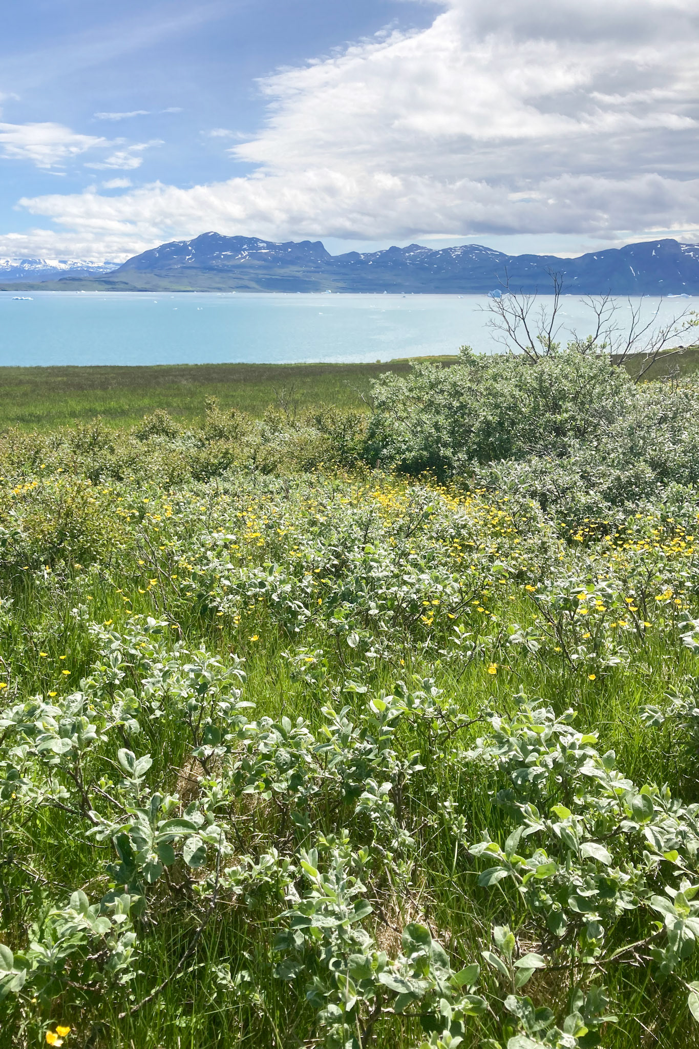 Willow and meadow buttercup everywhere. (Taken on my phone)