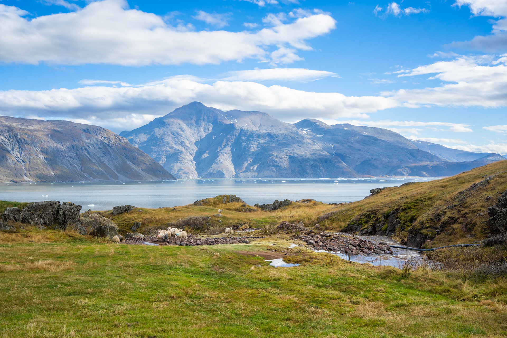 Sheep on a nice day at Inneruulalik farm.
