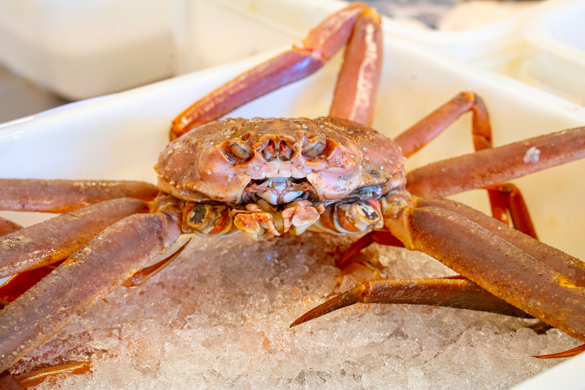 Snow crab for dinner.