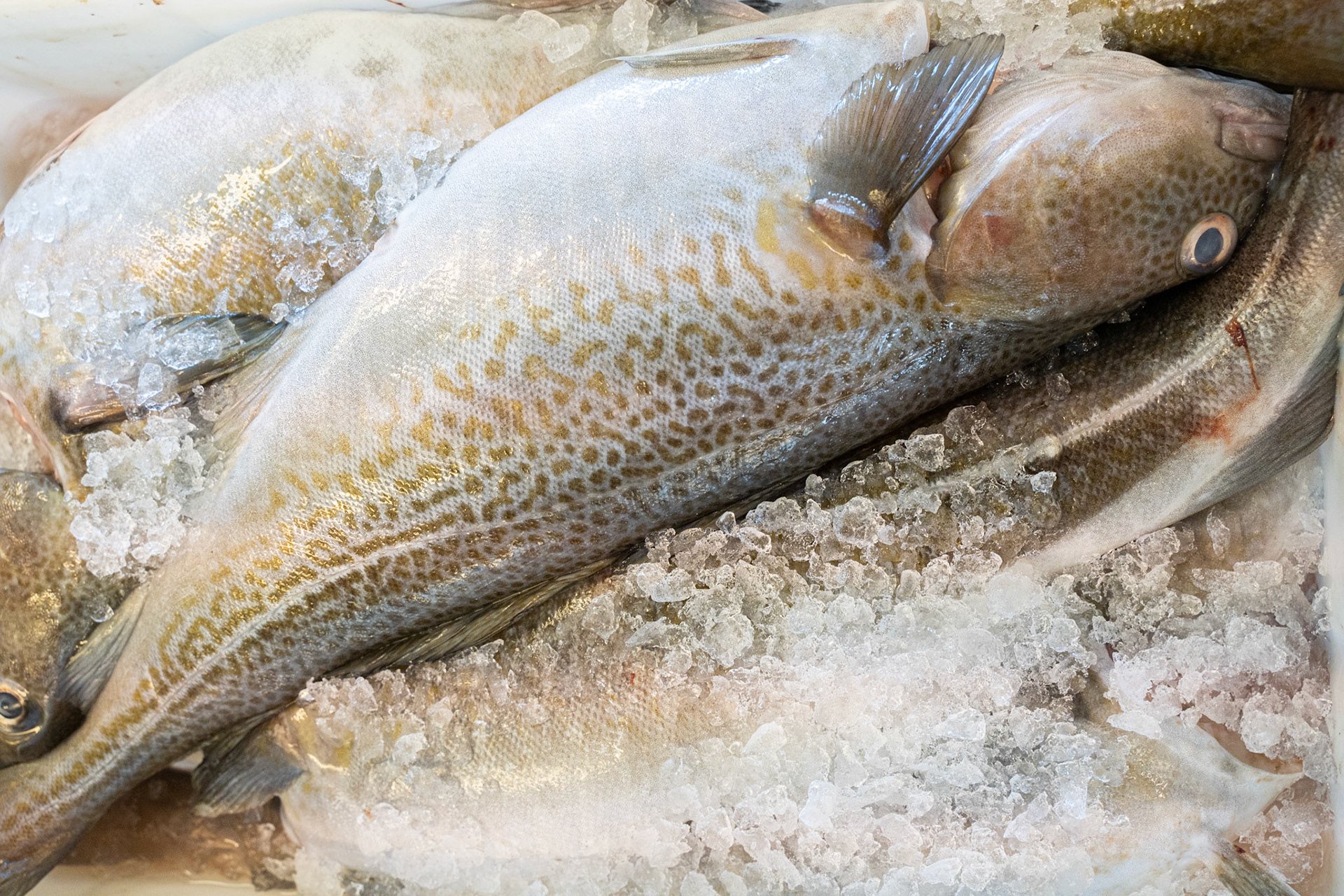 Saarullik (Atlantic cod) at Kalaalimineerniarfik.