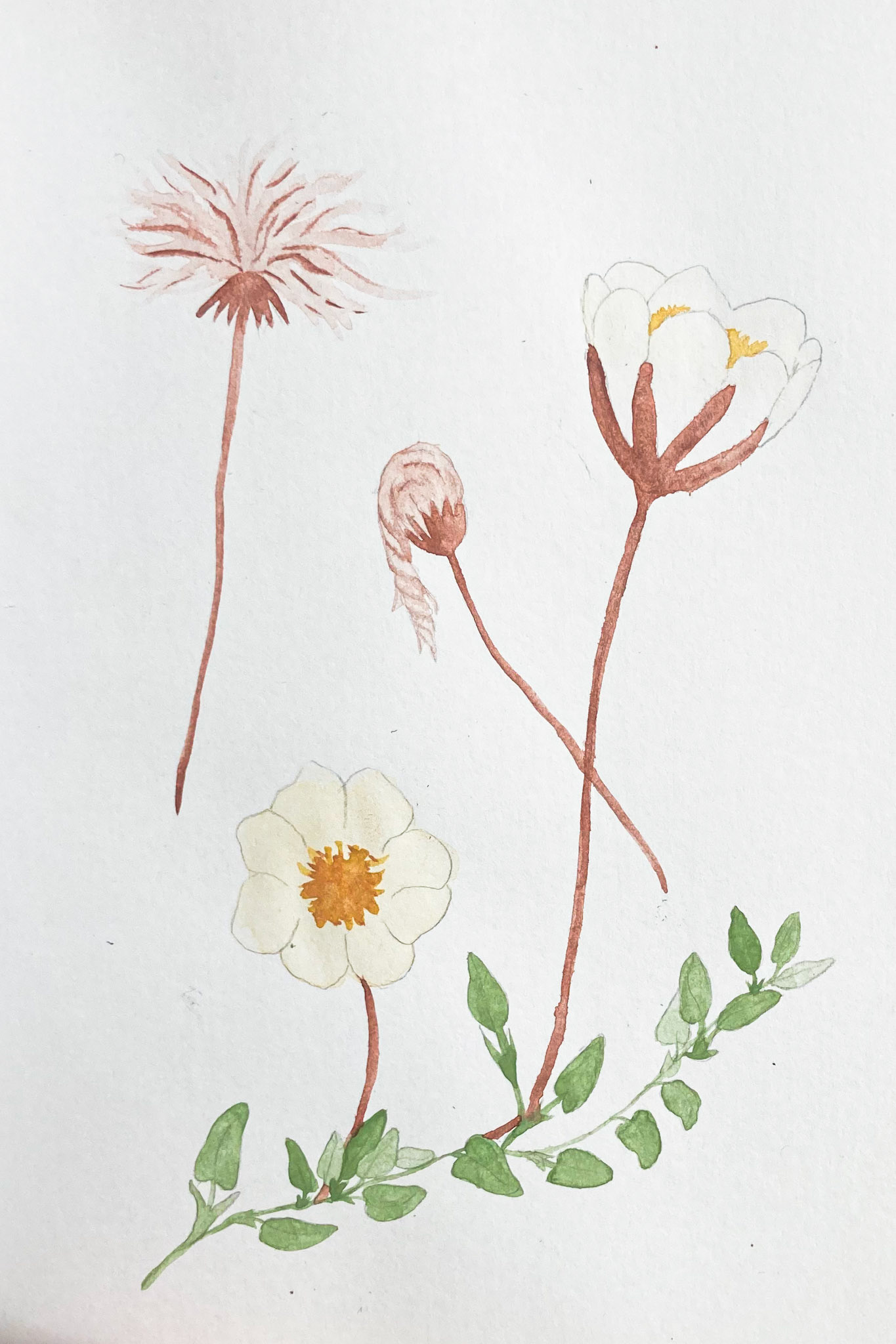 Dryas integrifolia. Painted this one for Sarah, of a plant she found with "a funny long ponytail" which I laughed for a long time about, because she's completely right!