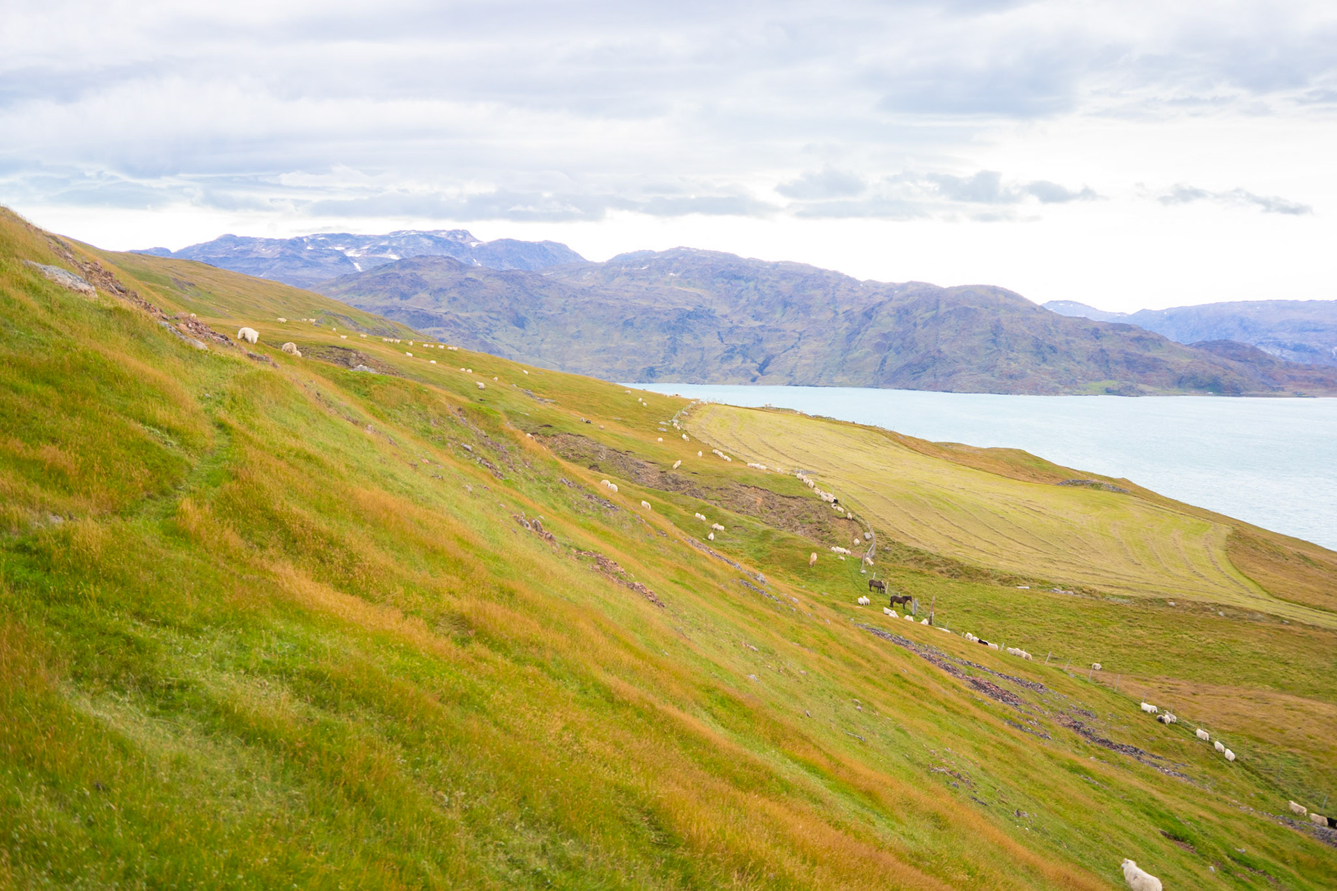 Herding towards Qassiarsuk.