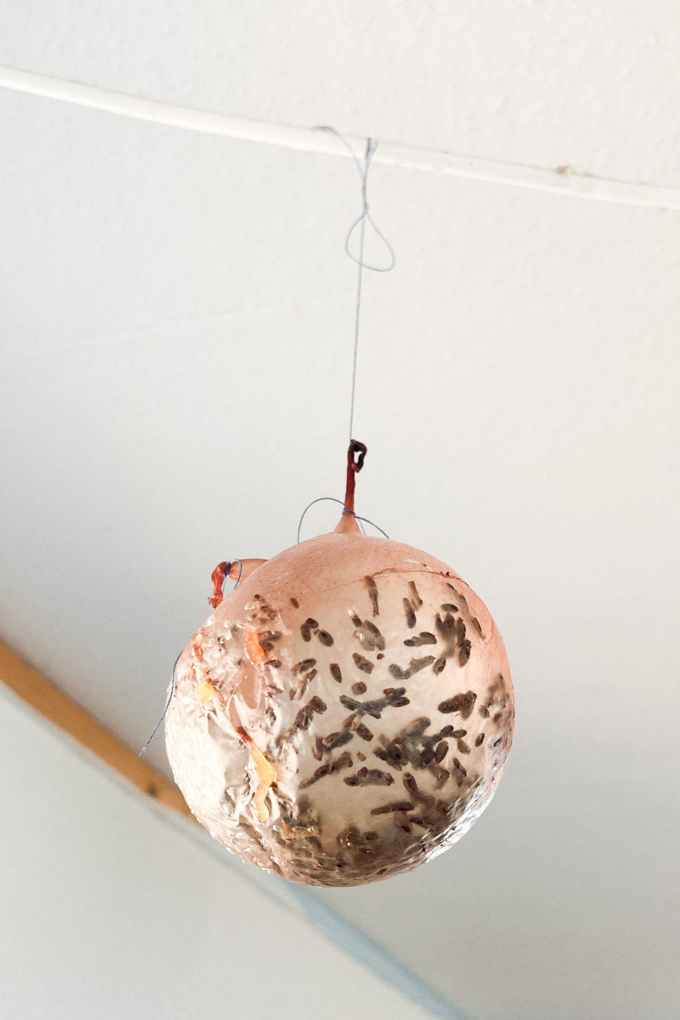 Ptarmigan stomach with seed heads inside, a household decoration and craft.