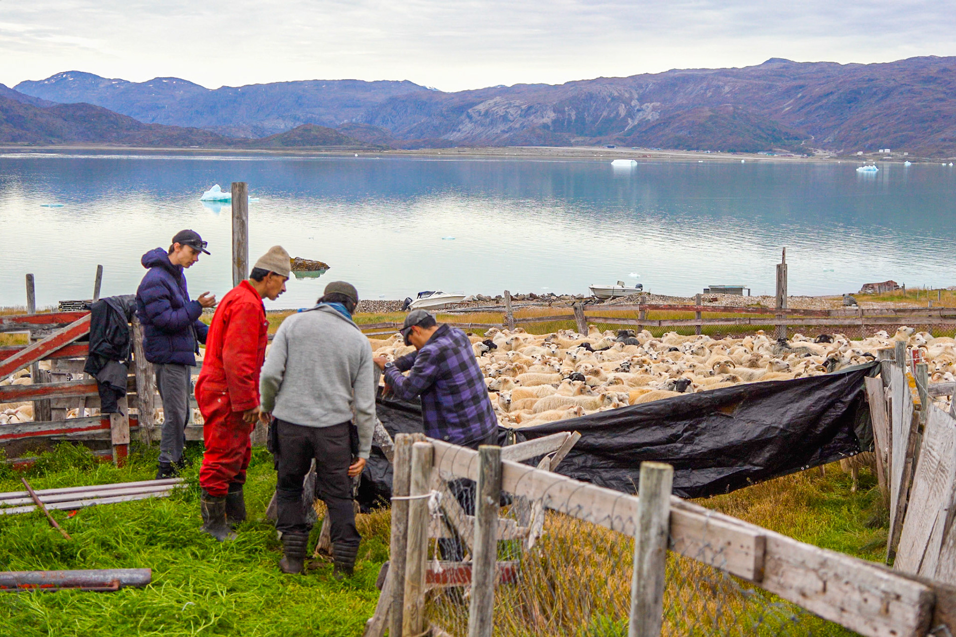 Nukassi, Mike, and Aaqqioq setting up the pen.