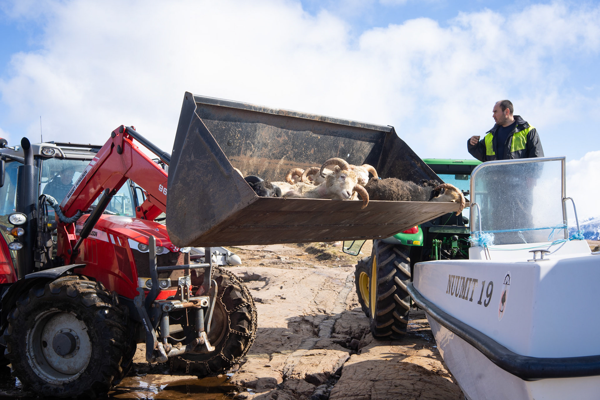 Transporting rams and ewes that were difficult to herd toa small island for easier collecting in the fall.