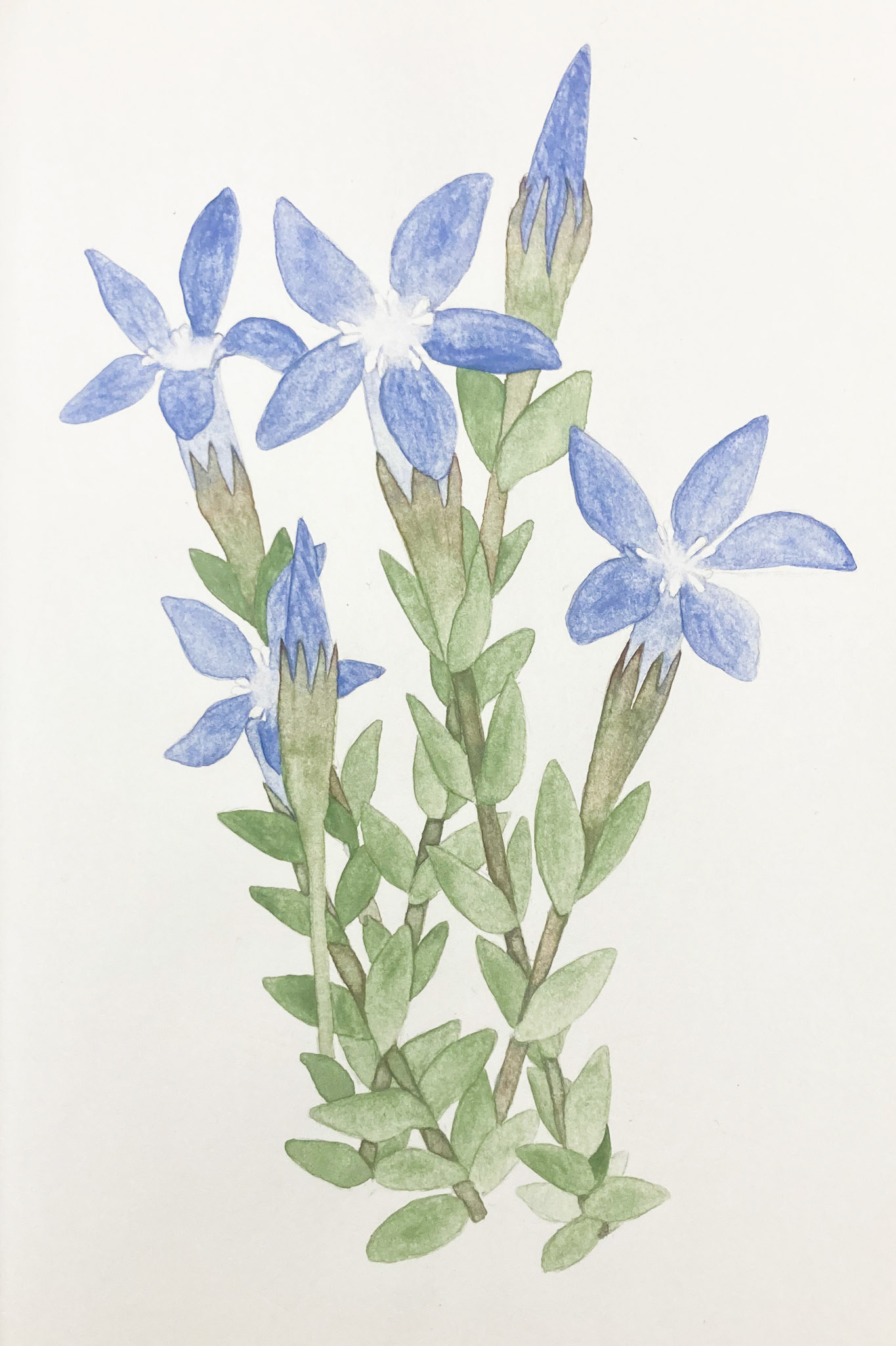 Tungujortunnguit. Gentiana nivalis. Alpine gentian.