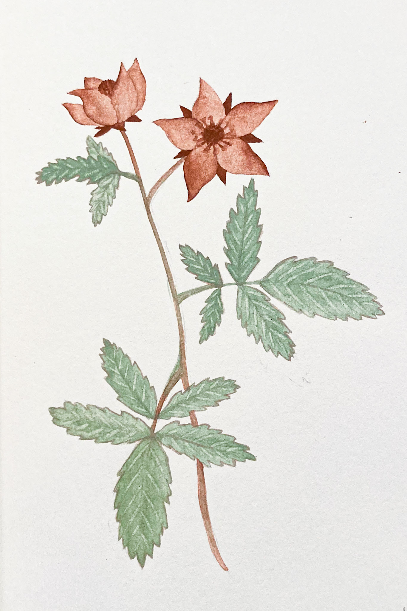 Tulungatsiaap tumaasai. Comarum palustre. Found in a wetland around Isortoq.